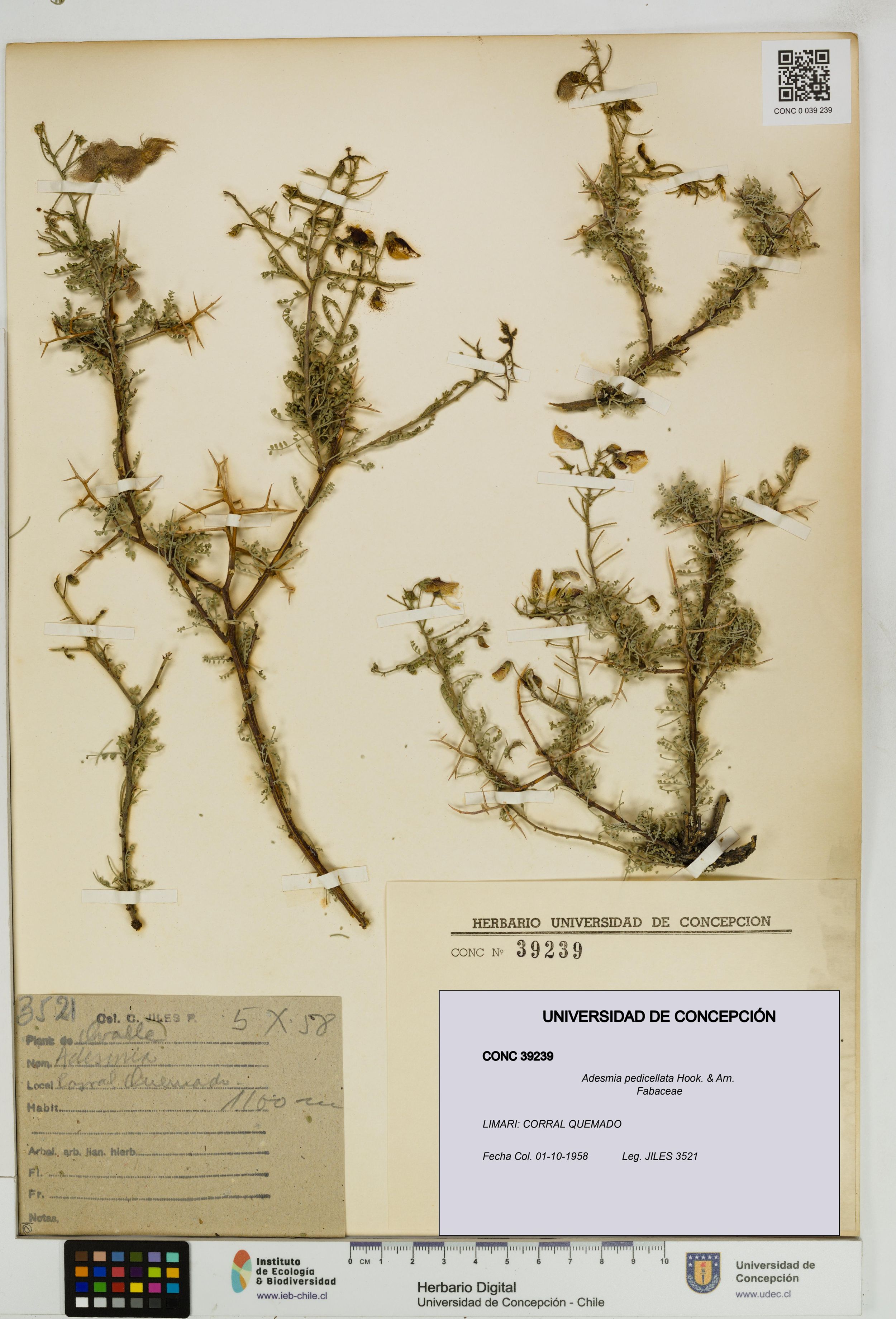 Adesmia pedicellata [Espécimen: ]