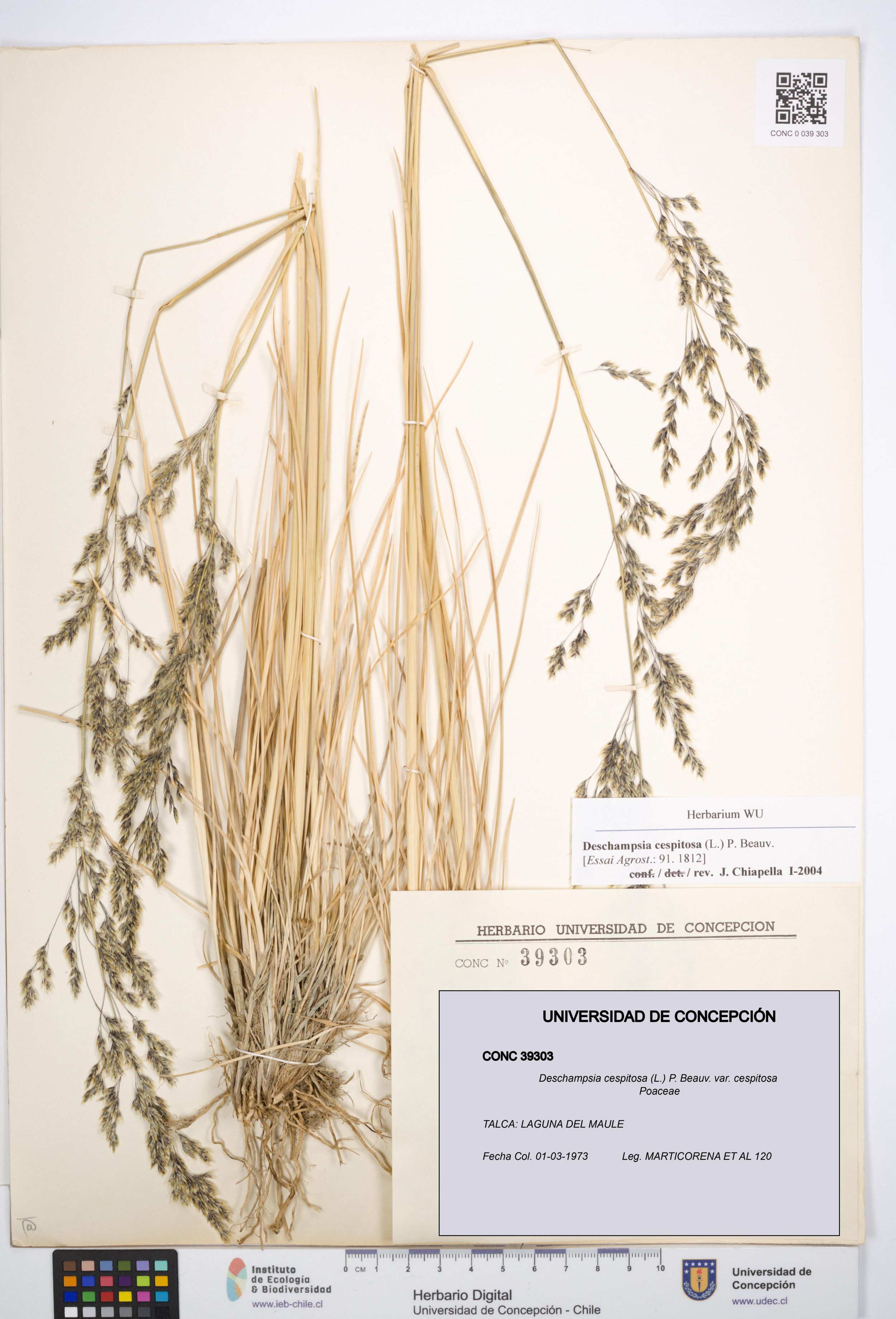 Deschampsia cespitosa var. cespitosa [Espécimen: ]