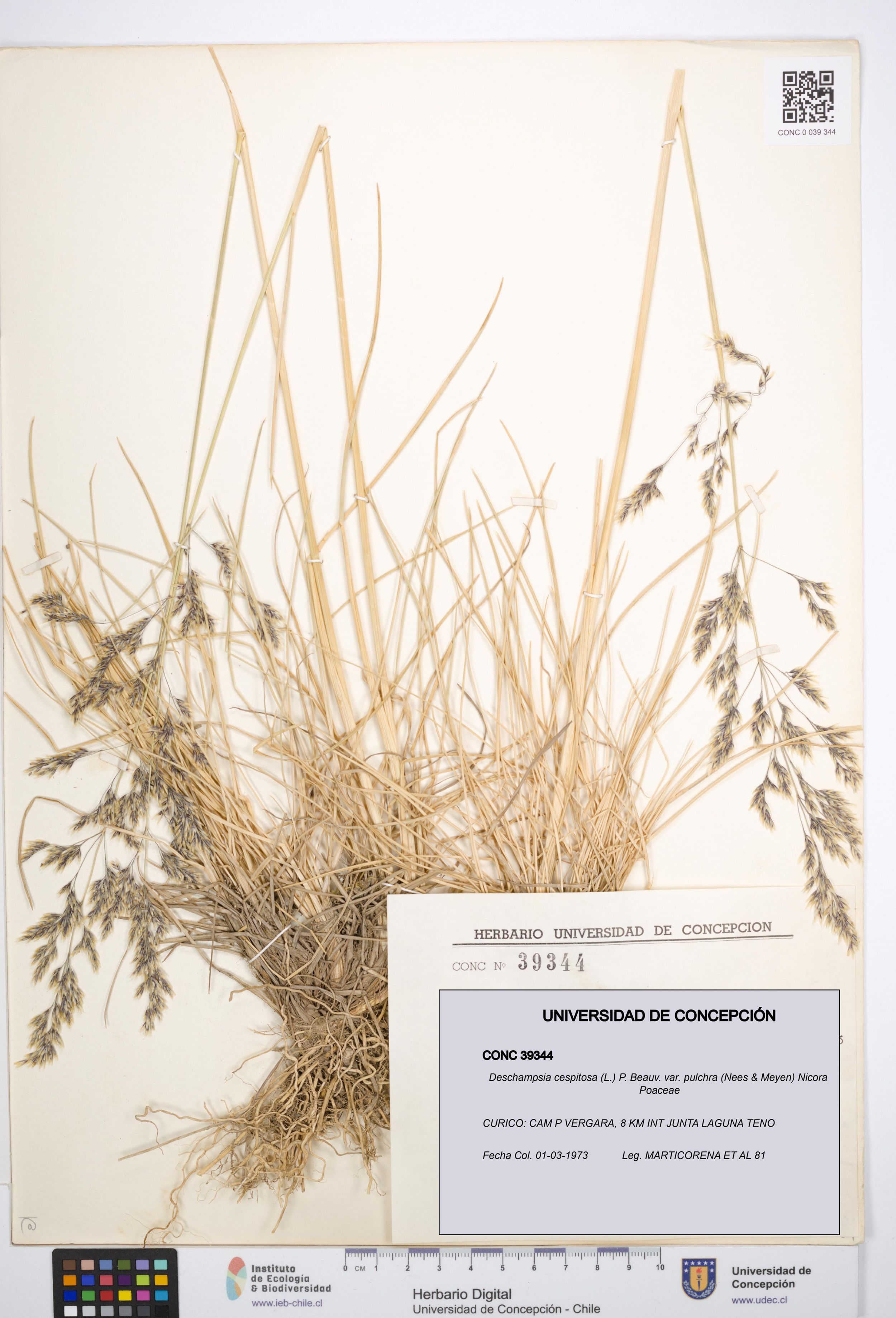 Deschampsia cespitosa var. pulchra [Espécimen: ]