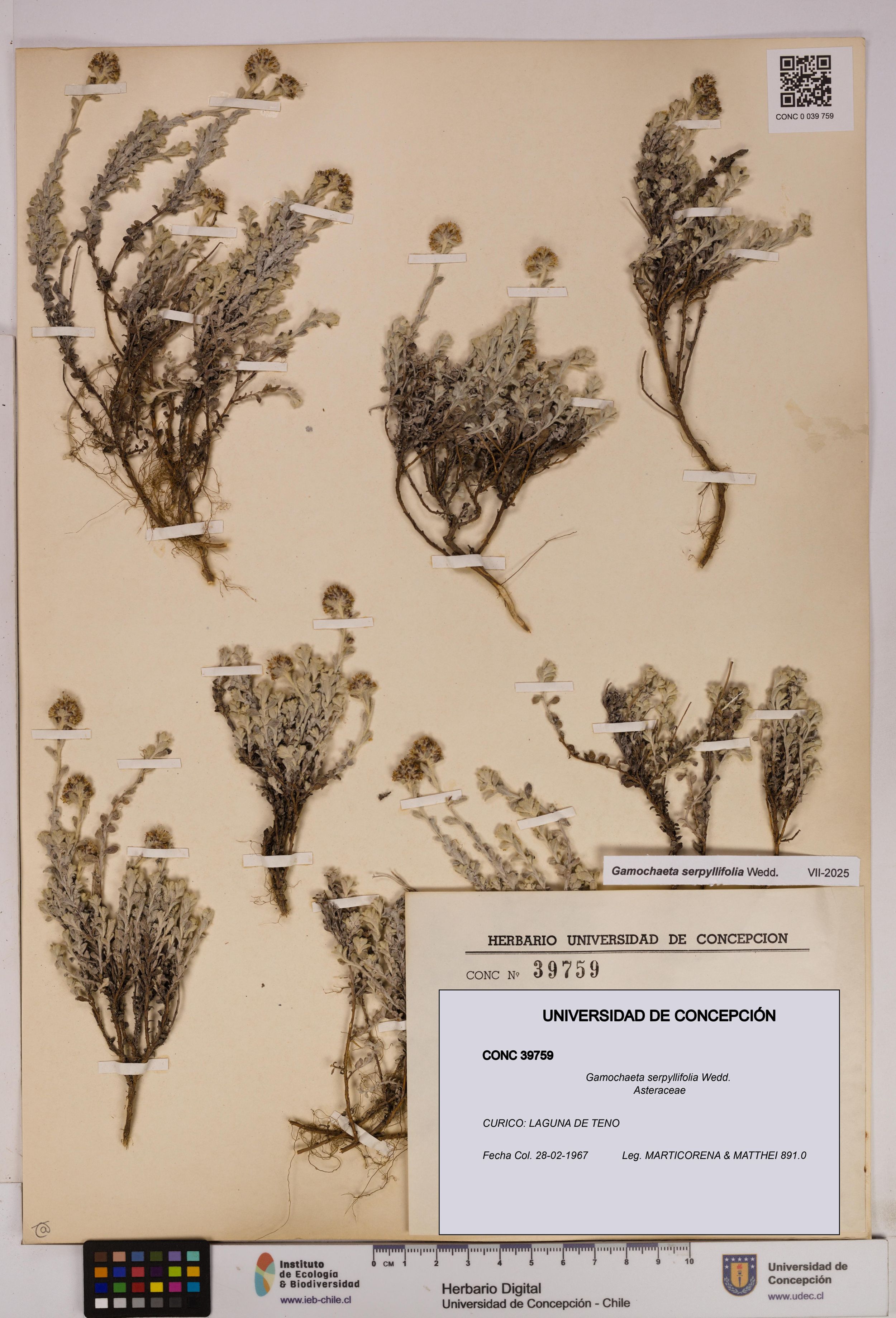Gamochaeta serpyllifolia [Espécimen: ]