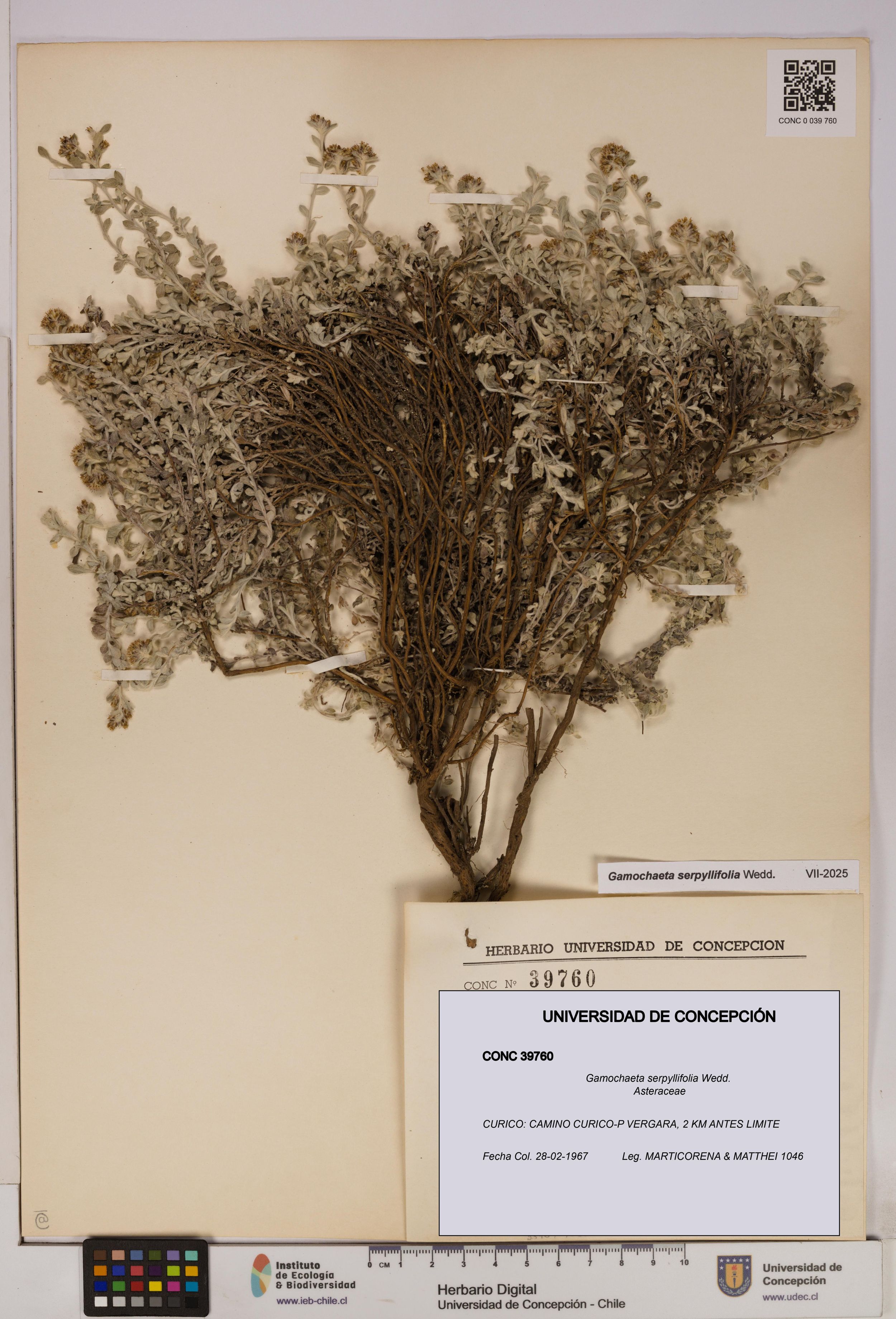 Gamochaeta serpyllifolia [Espécimen: ]