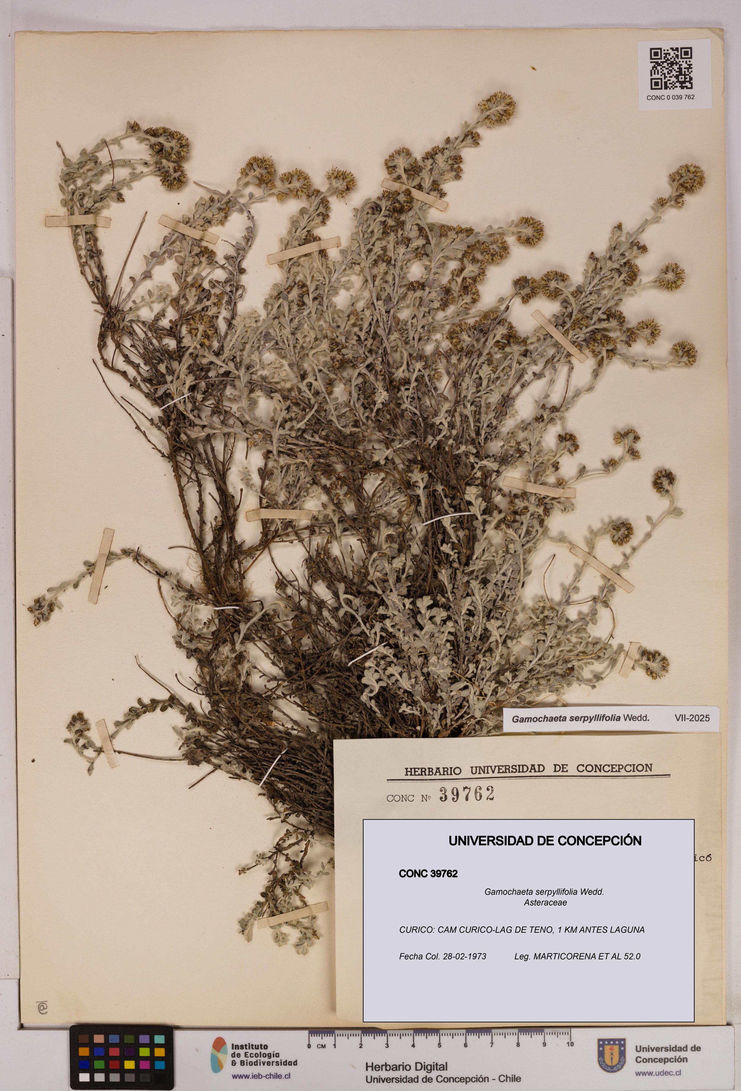Gamochaeta serpyllifolia [Espécimen: ]