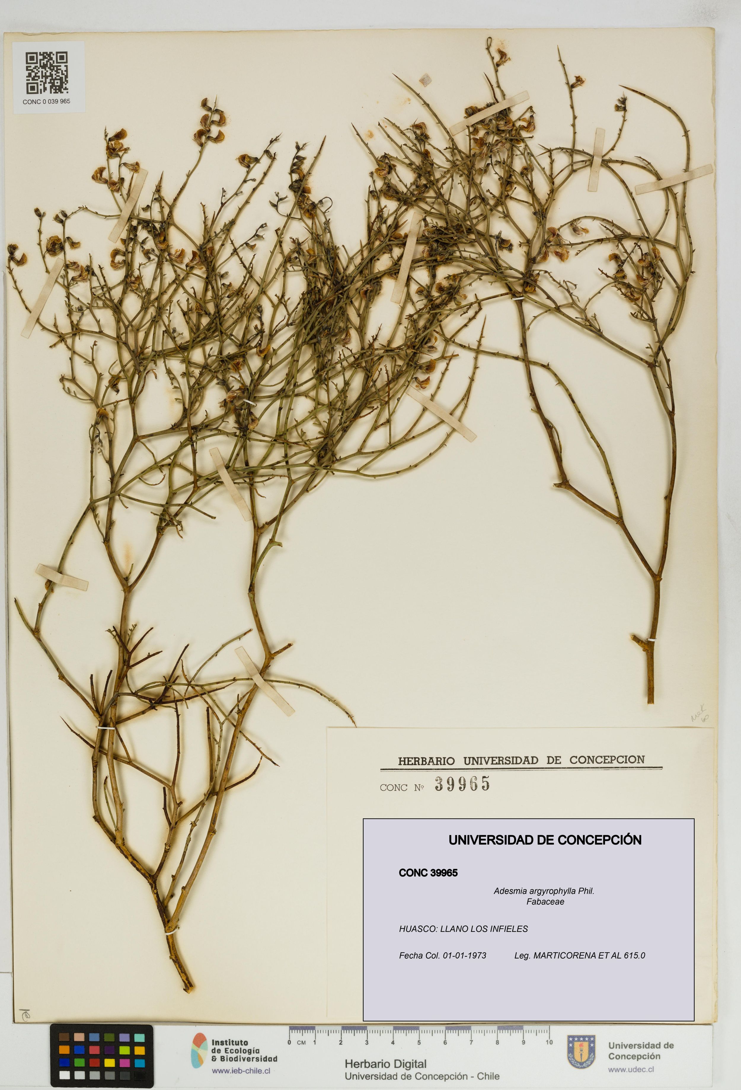 Adesmia argyrophylla [Espécimen: ]