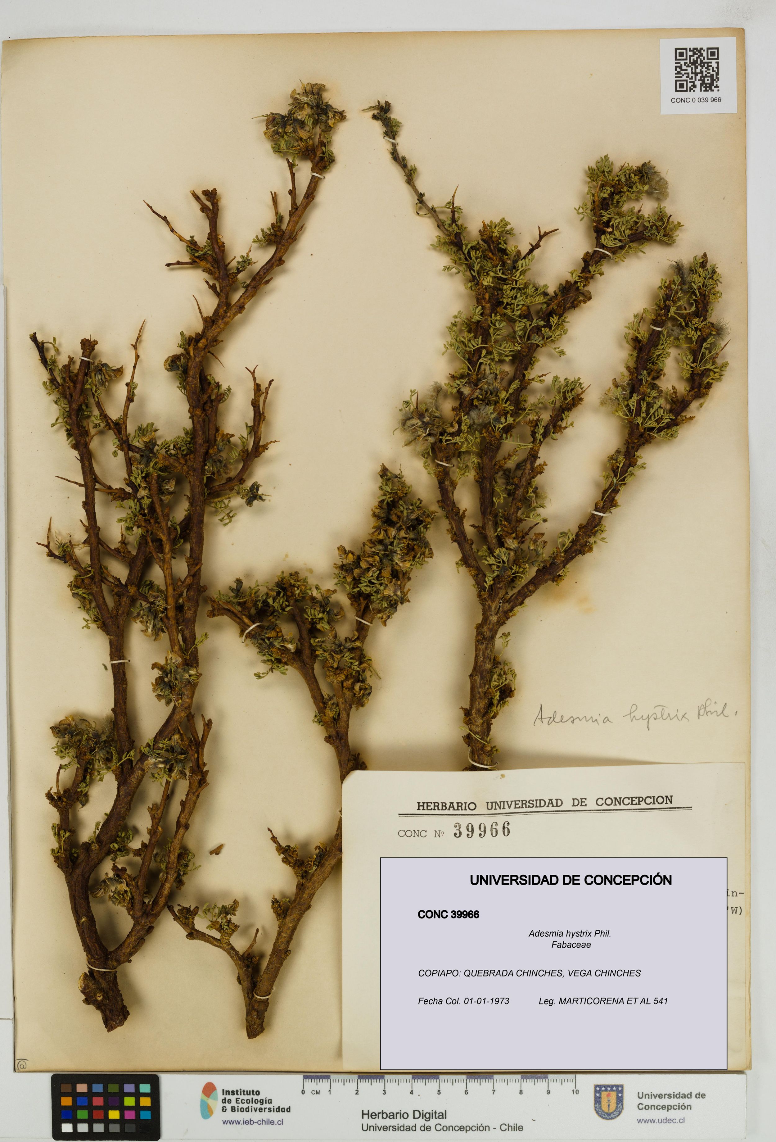 Adesmia hystrix [Espécimen: ]