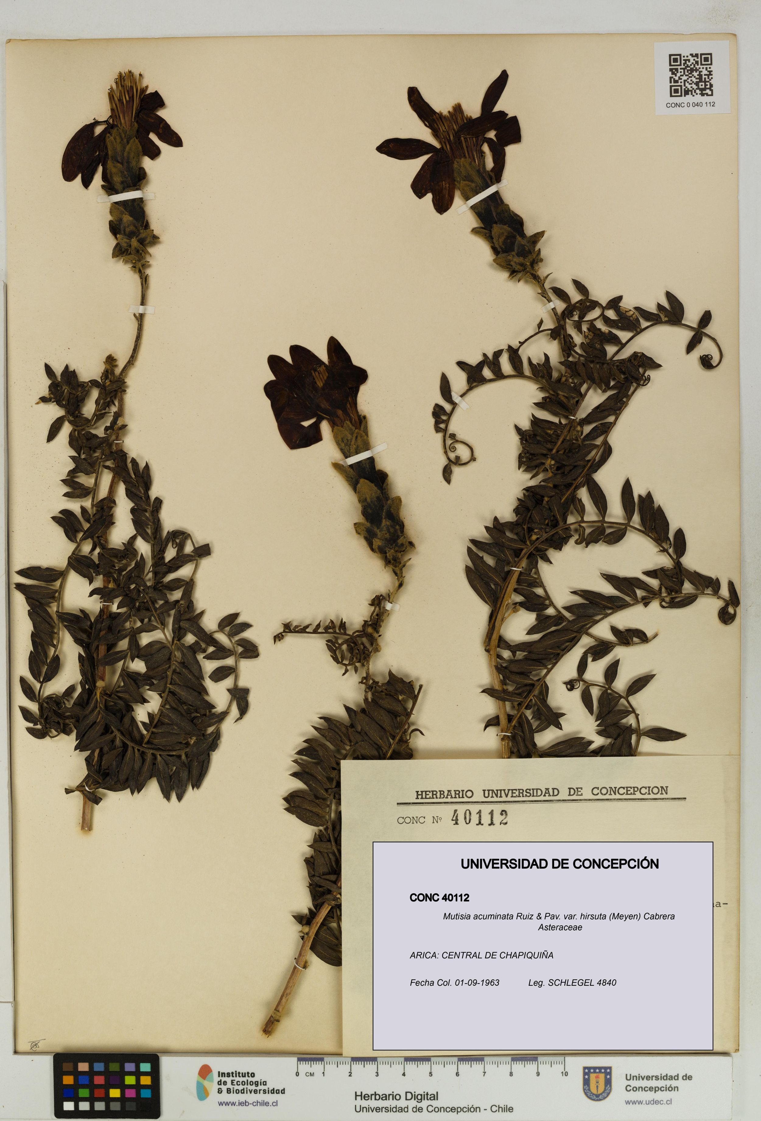 Mutisia acuminata var. hirsuta [Espécimen: ]