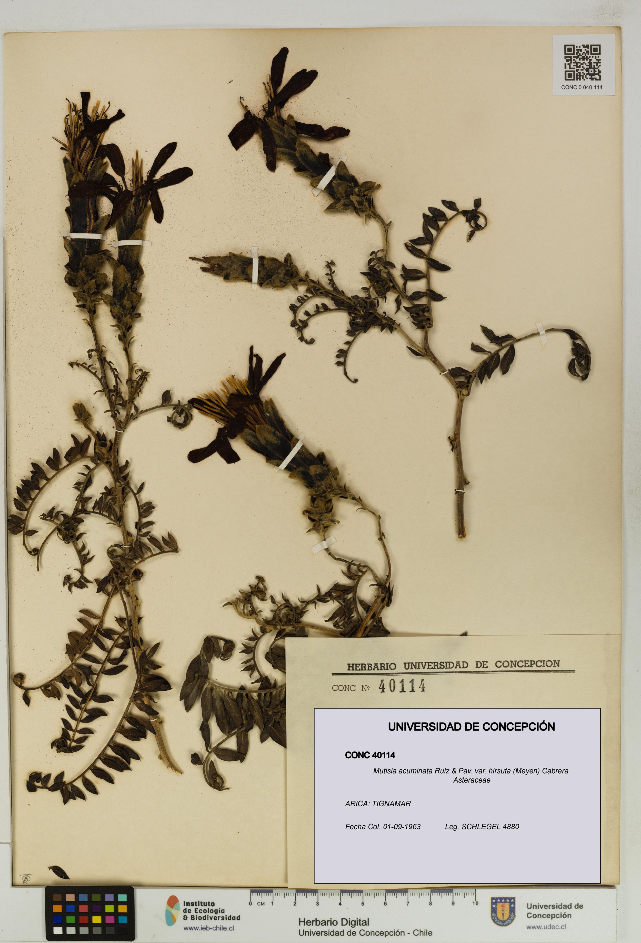 Mutisia acuminata var. hirsuta [Espécimen: ]