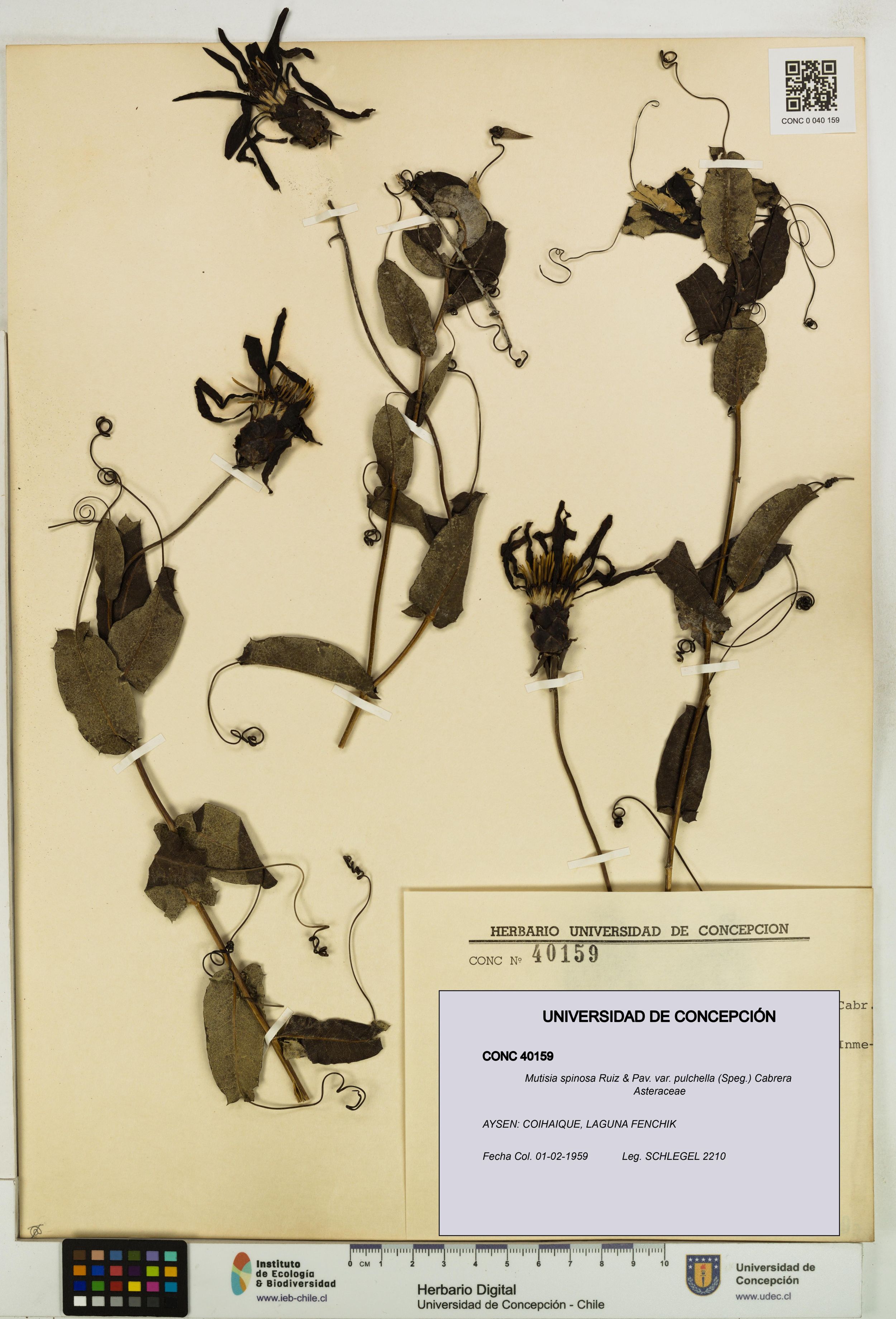 Mutisia spinosa var. pulchella [Espécimen: ]