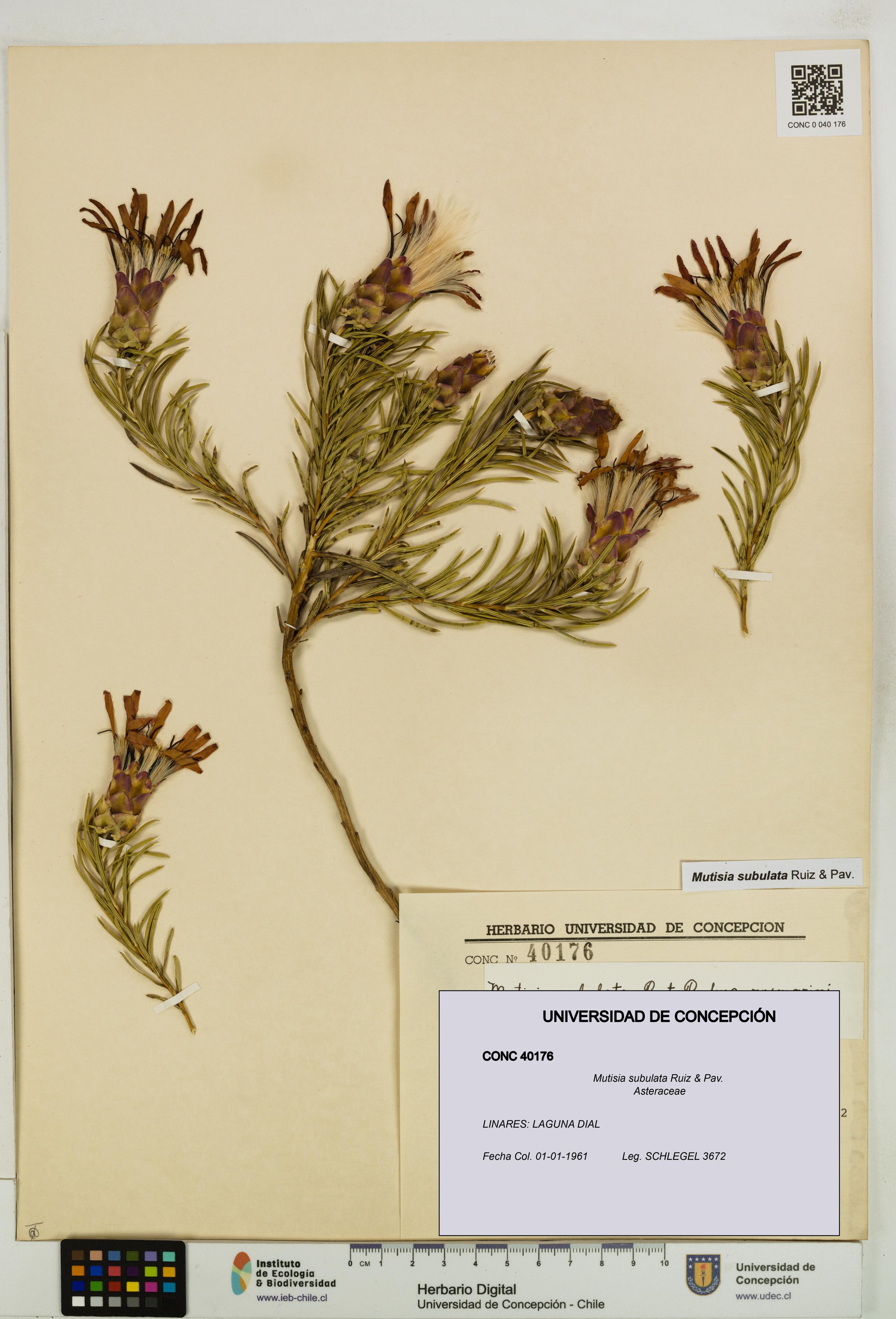 Mutisia subulata [Espécimen: ]