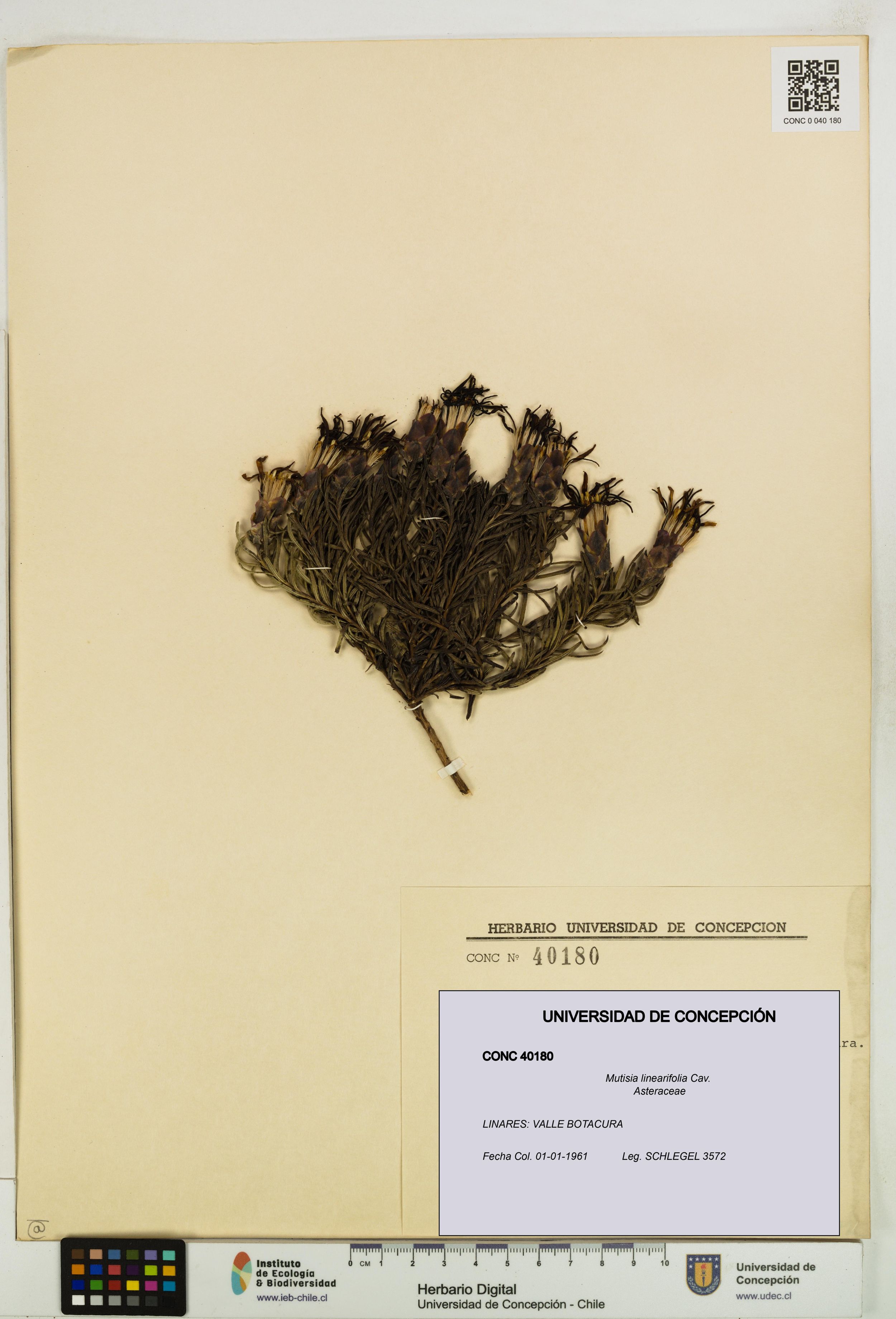 Mutisia linearifolia [Espécimen: ]