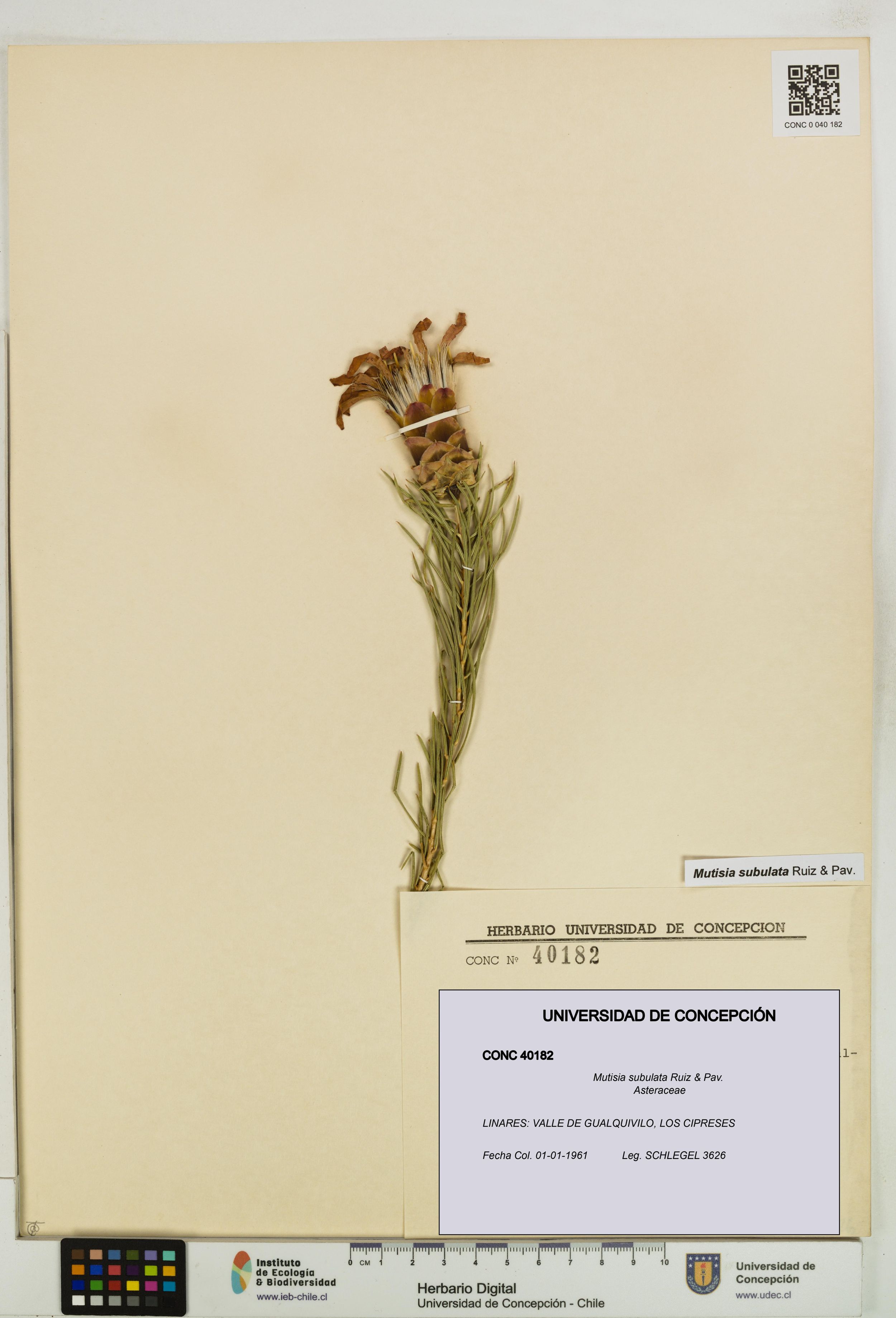 Mutisia subulata [Espécimen: ]