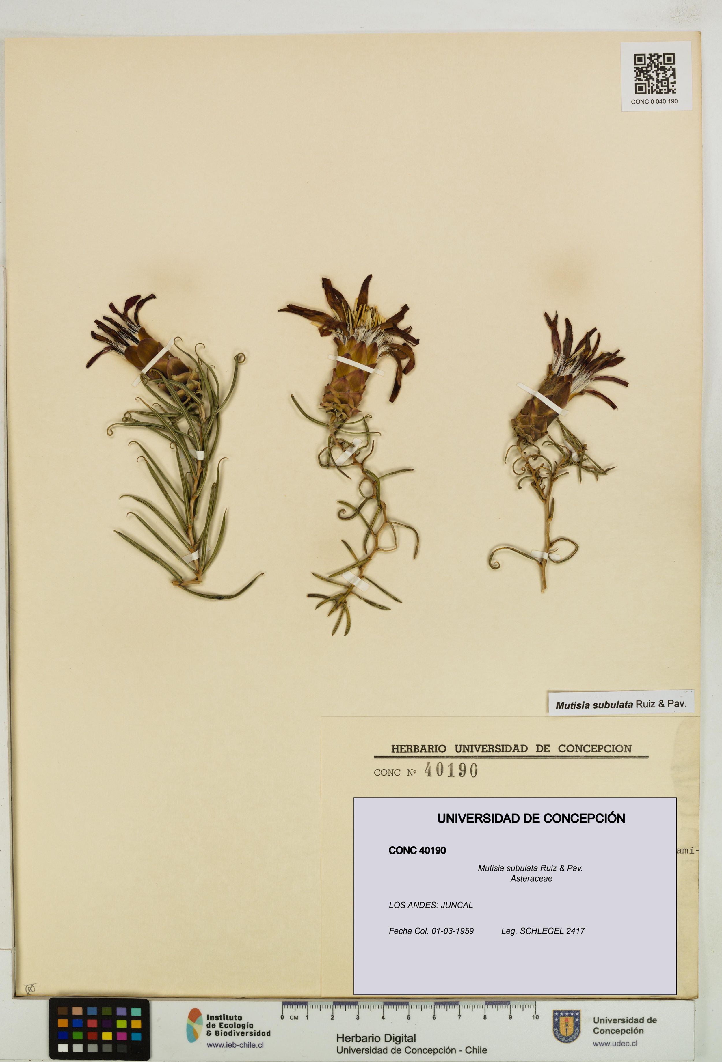 Mutisia subulata [Espécimen: ]