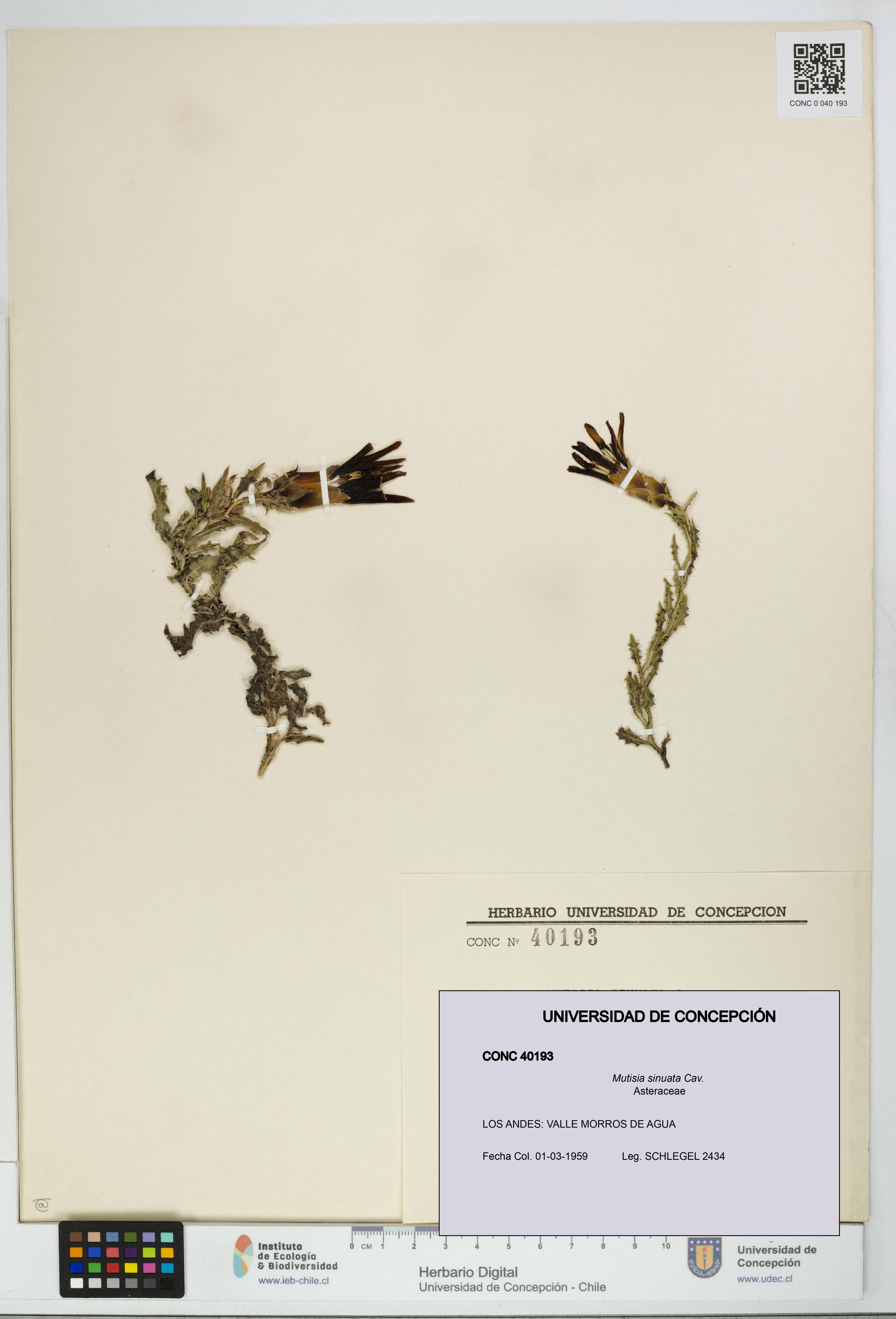 Mutisia sinuata [Espécimen: ]