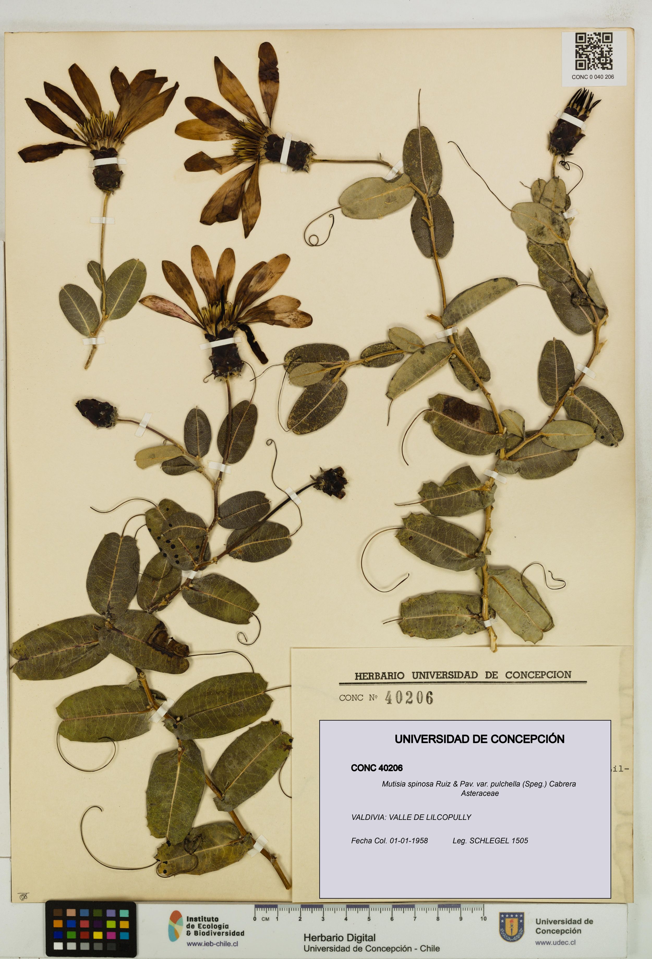 Mutisia spinosa var. pulchella [Espécimen: ]