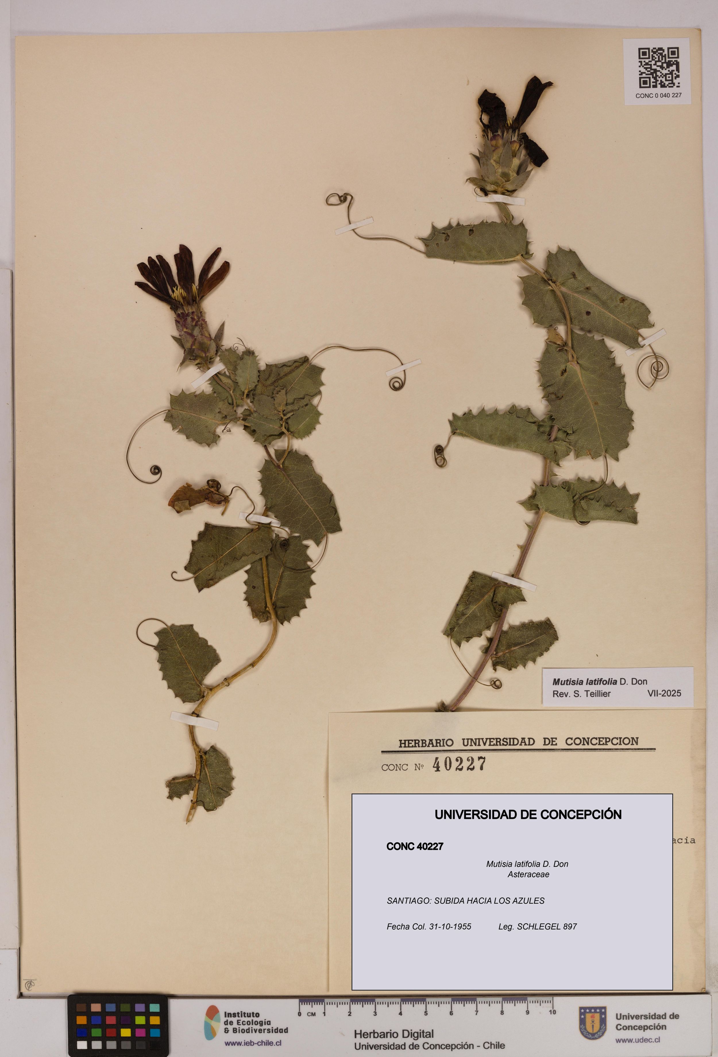 Mutisia latifolia [Espécimen: ]