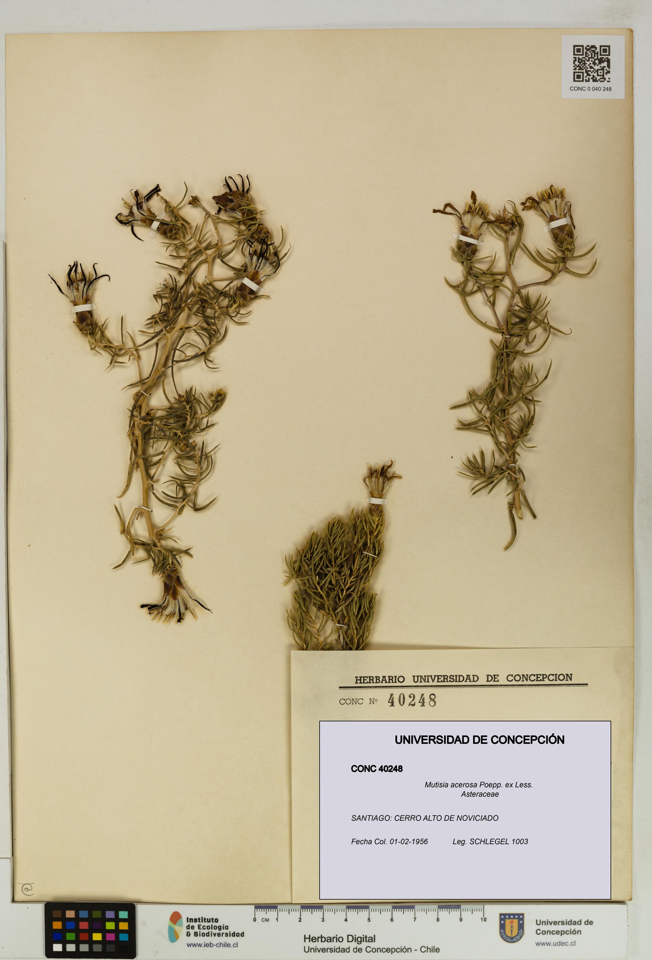 Mutisia acerosa [Espécimen: ]