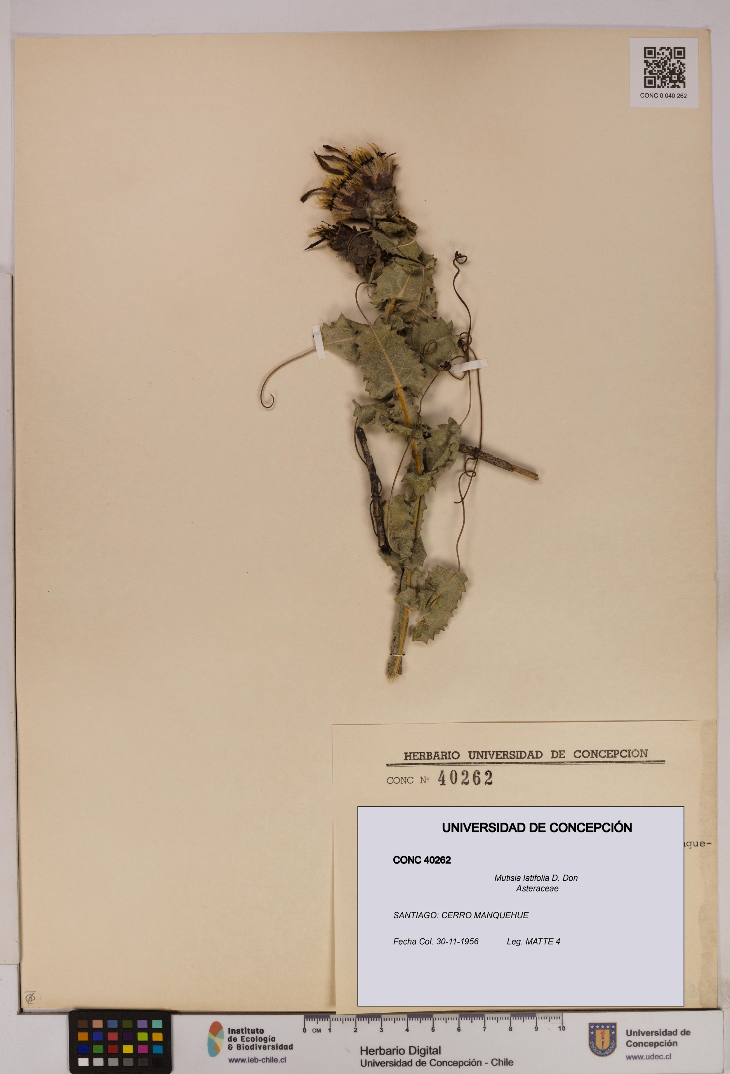 Mutisia latifolia [Espécimen: ]