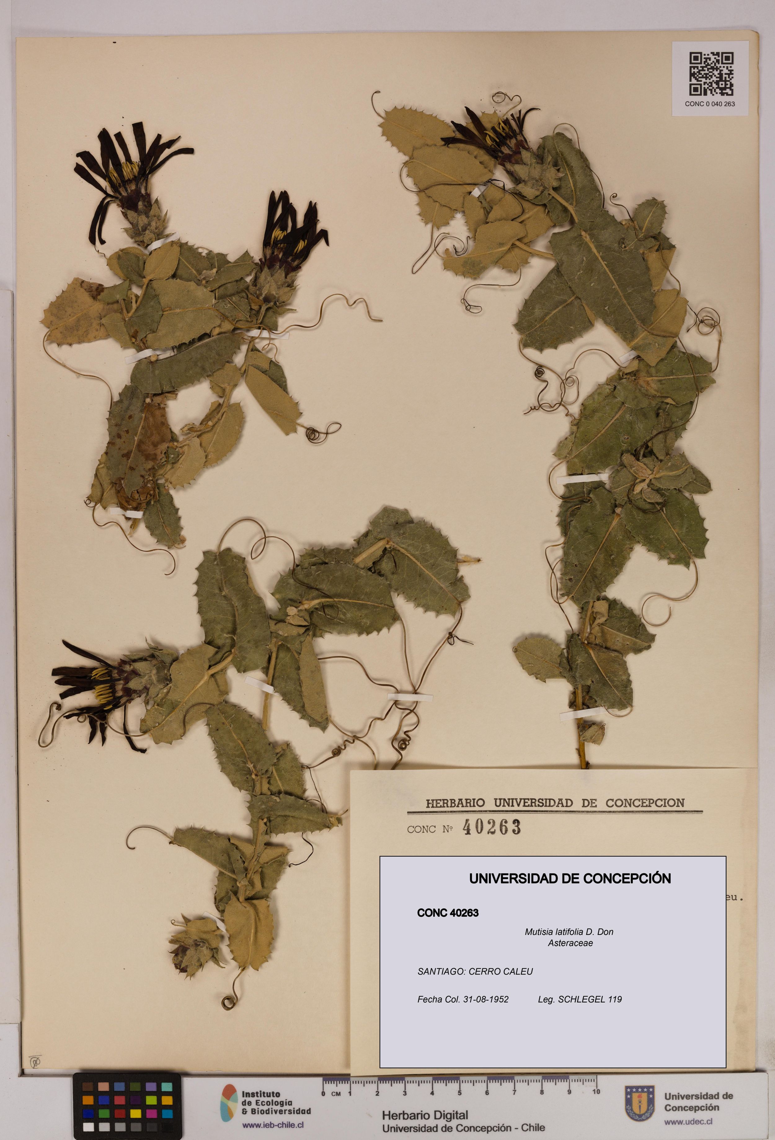 Mutisia latifolia [Espécimen: ]