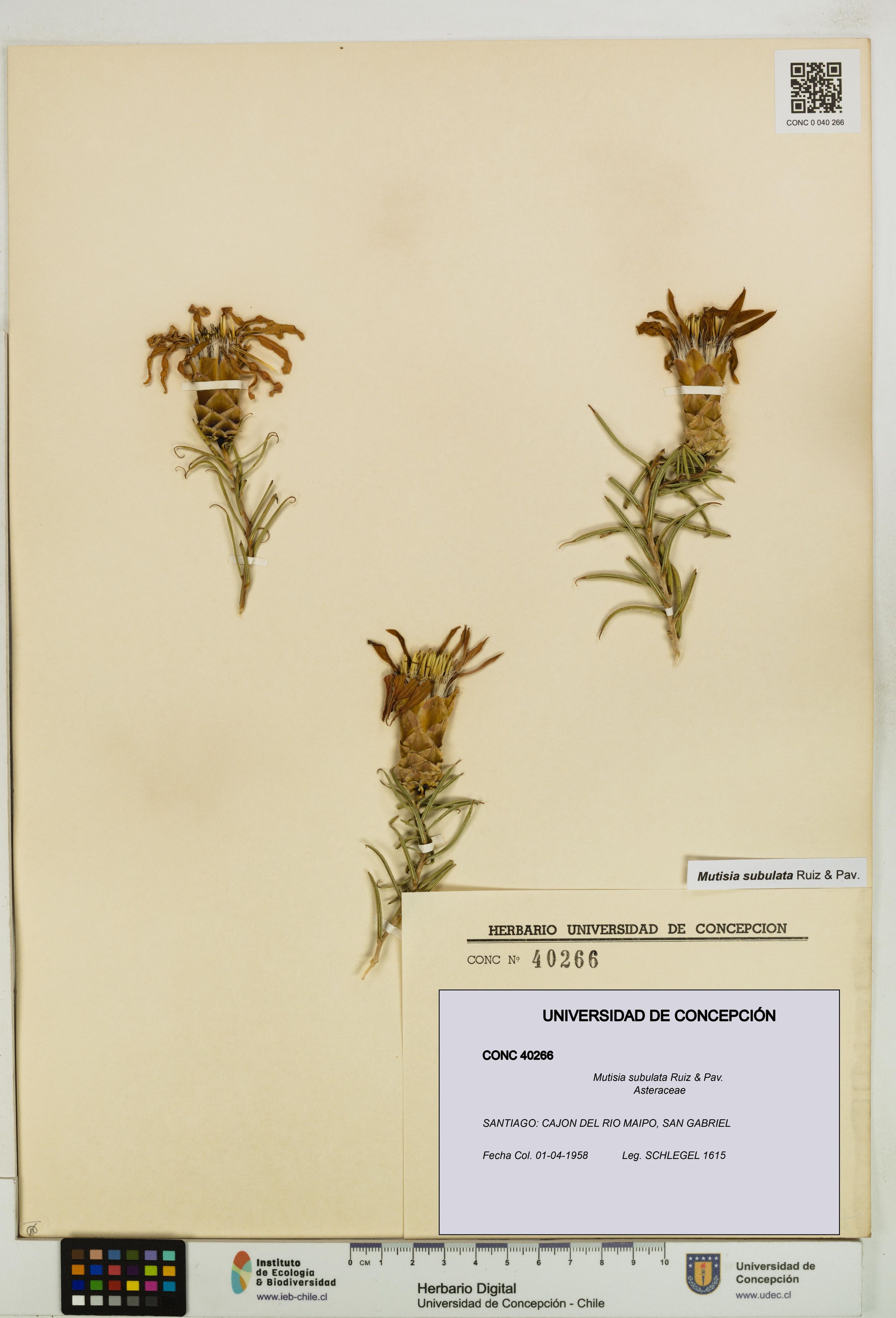 Mutisia subulata [Espécimen: ]