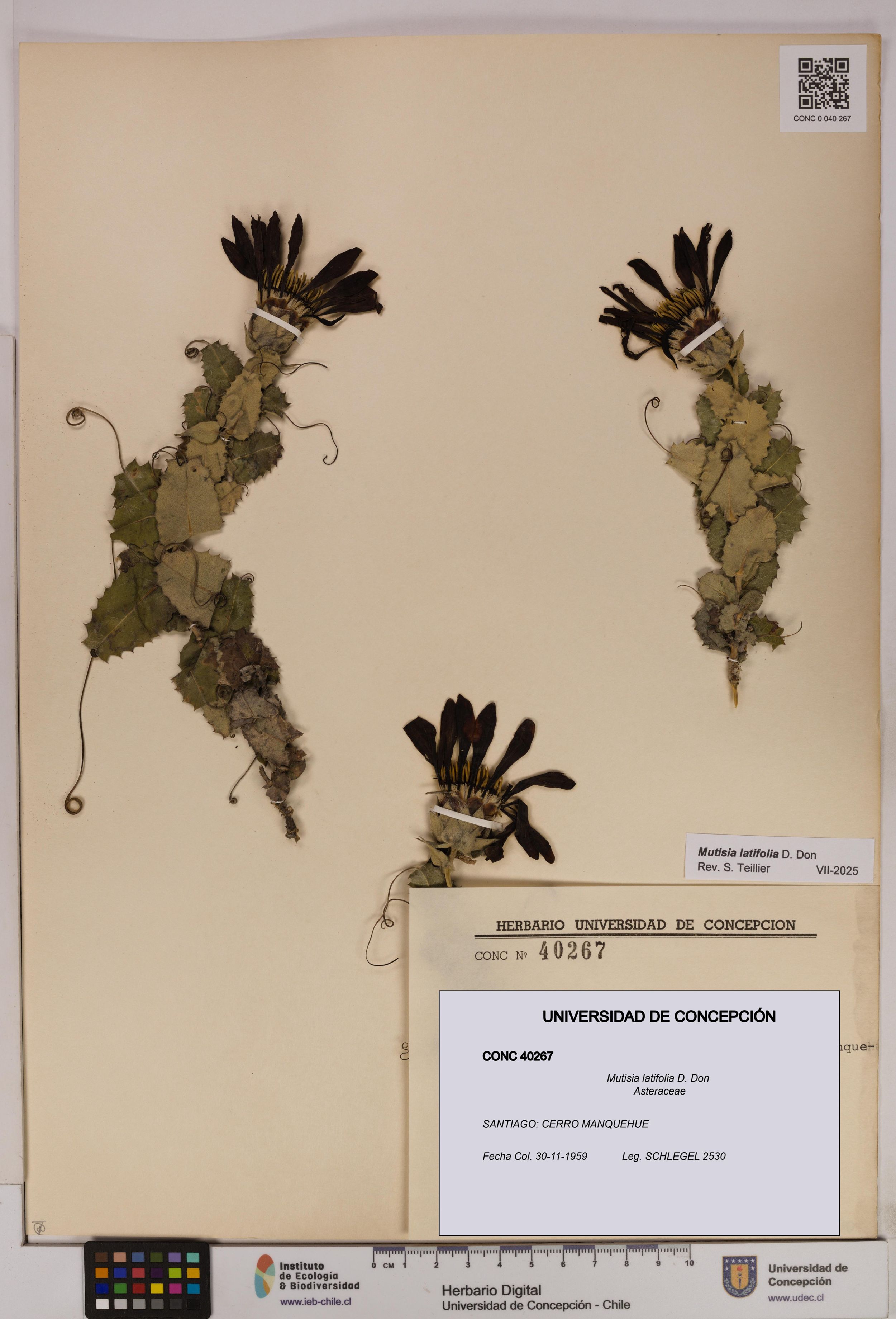 Mutisia latifolia [Espécimen: ]