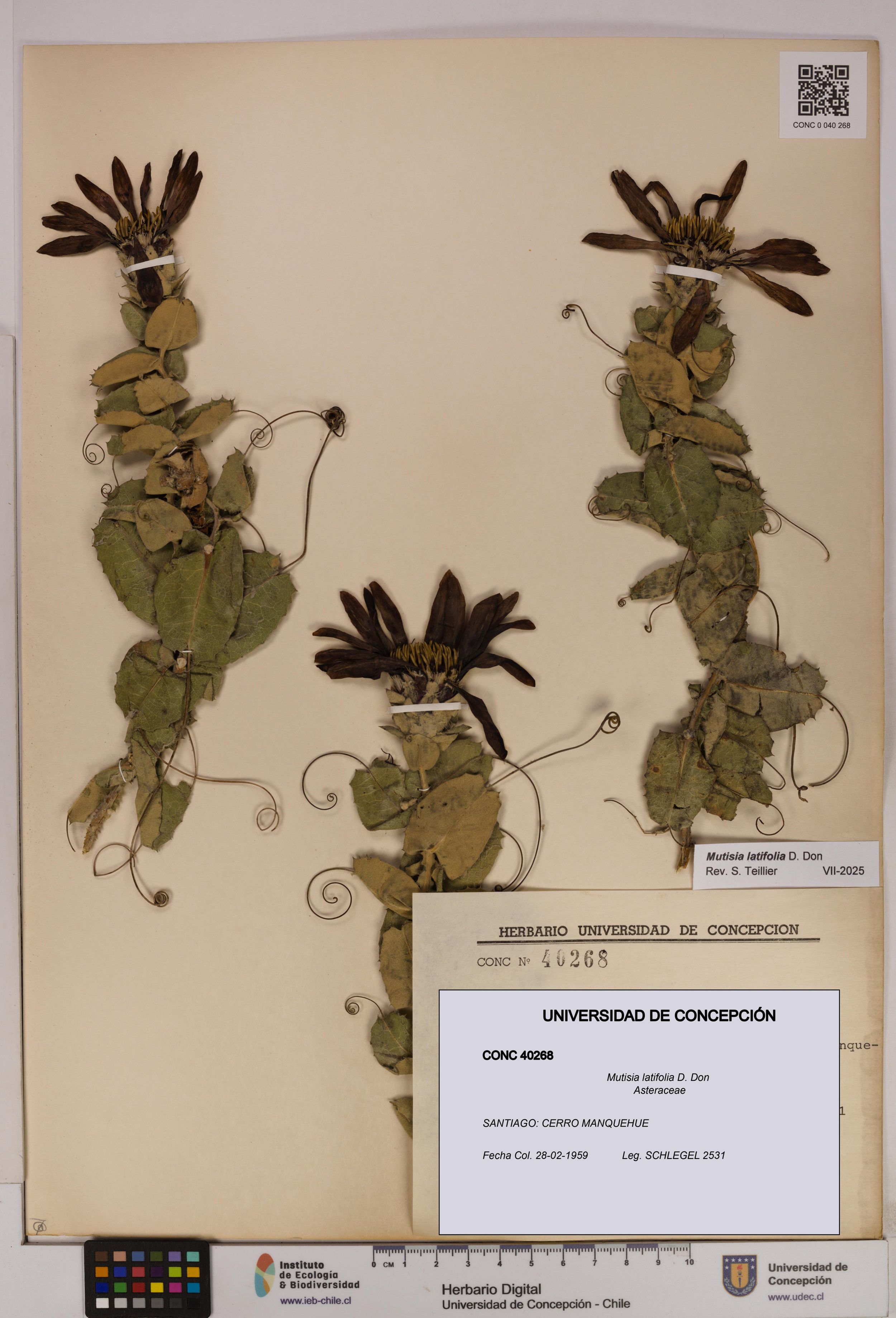Mutisia latifolia [Espécimen: ]