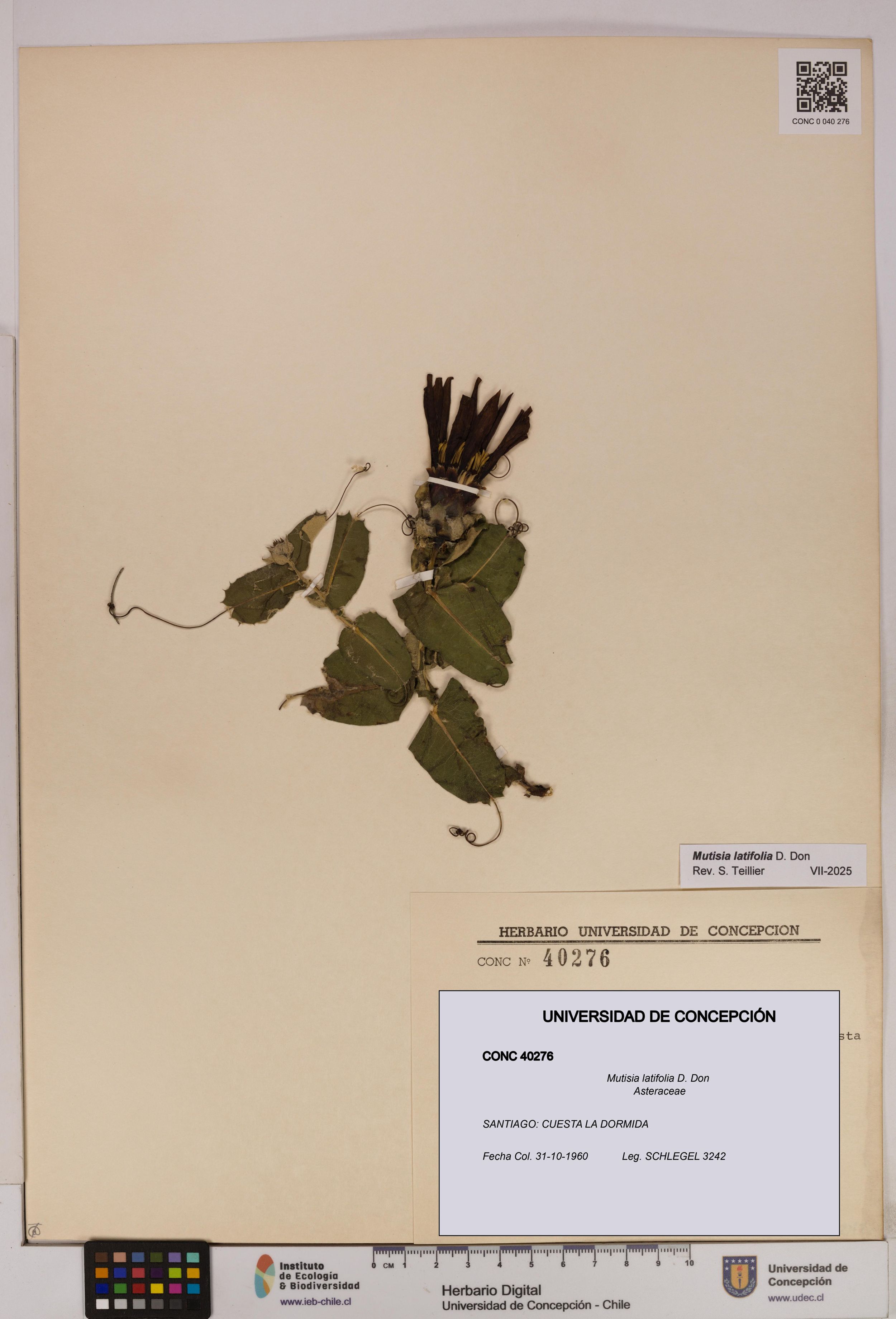 Mutisia latifolia [Espécimen: ]