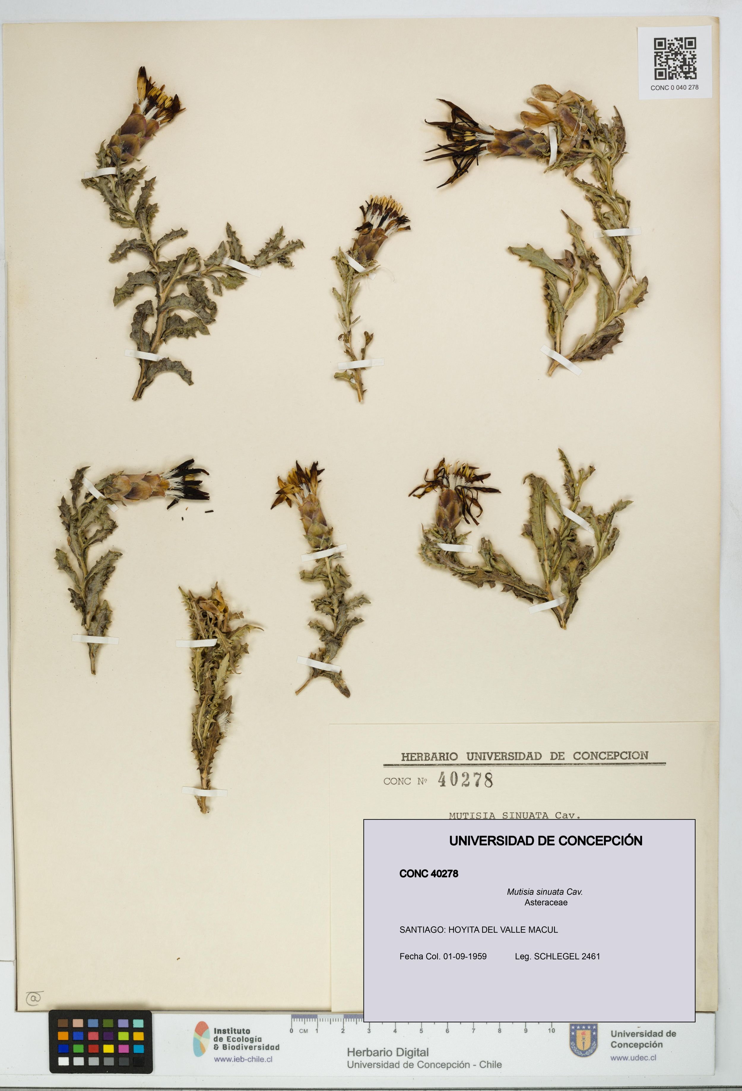 Mutisia sinuata [Espécimen: ]