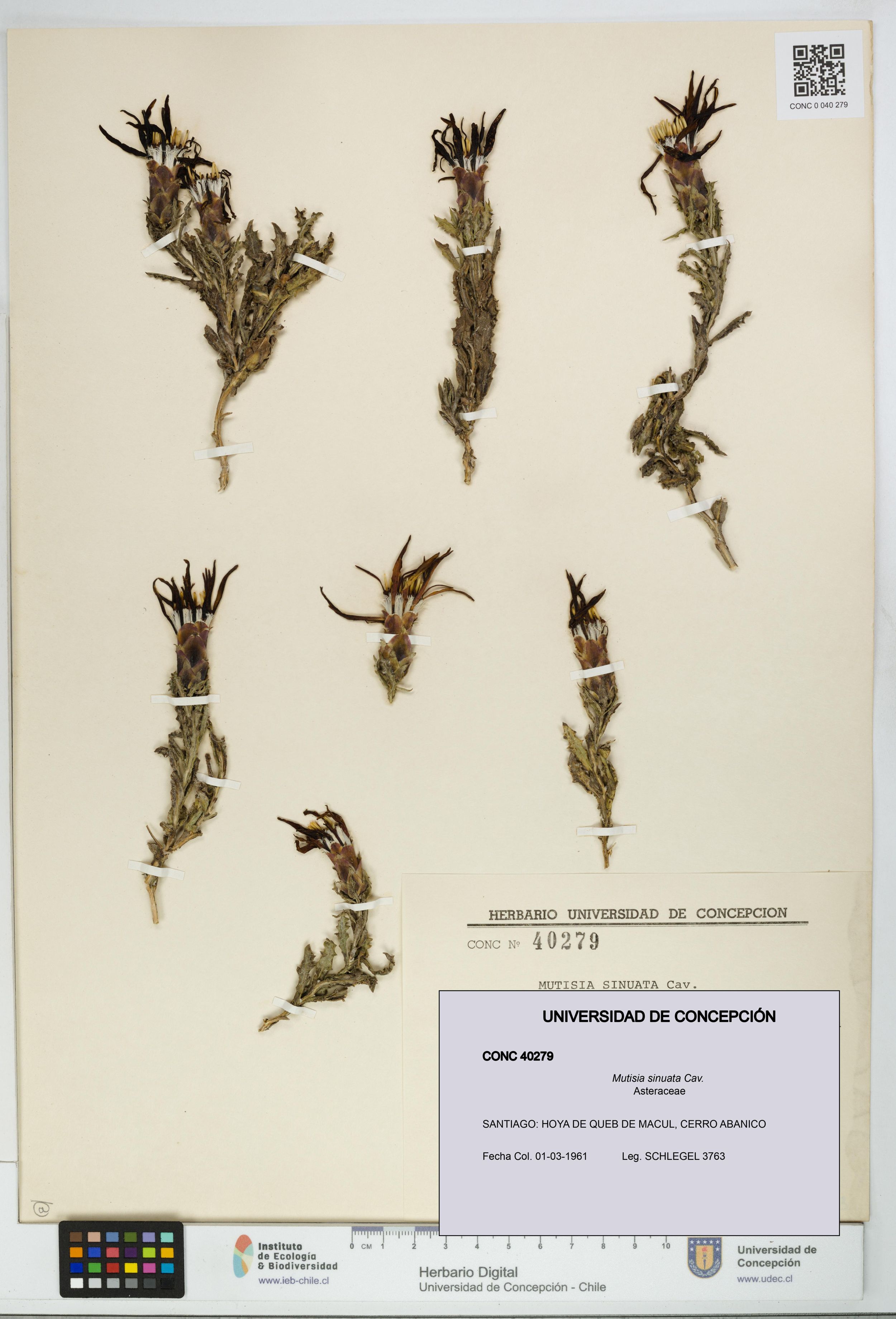 Mutisia sinuata [Espécimen: ]