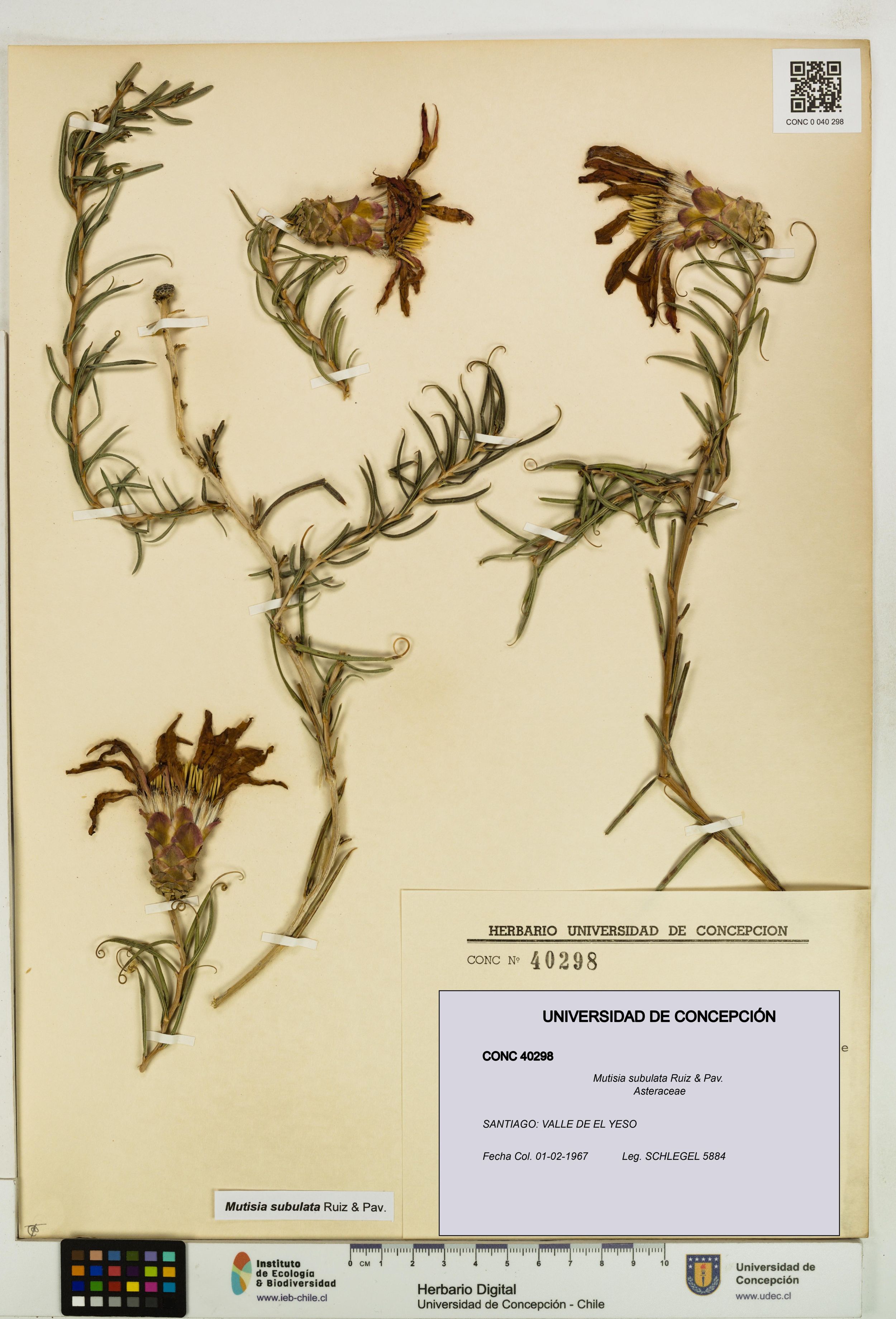 Mutisia subulata [Espécimen: ]