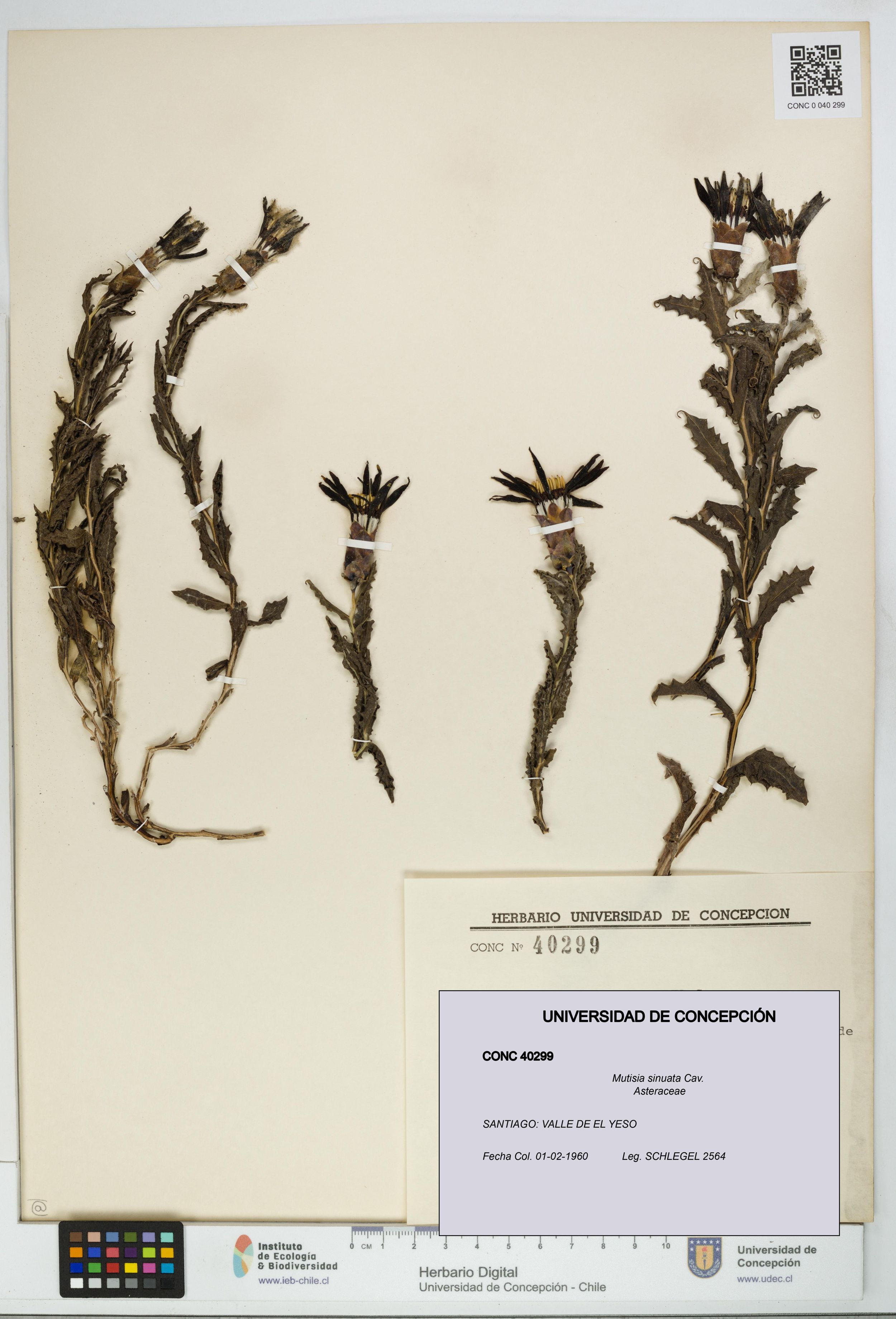 Mutisia sinuata [Espécimen: ]