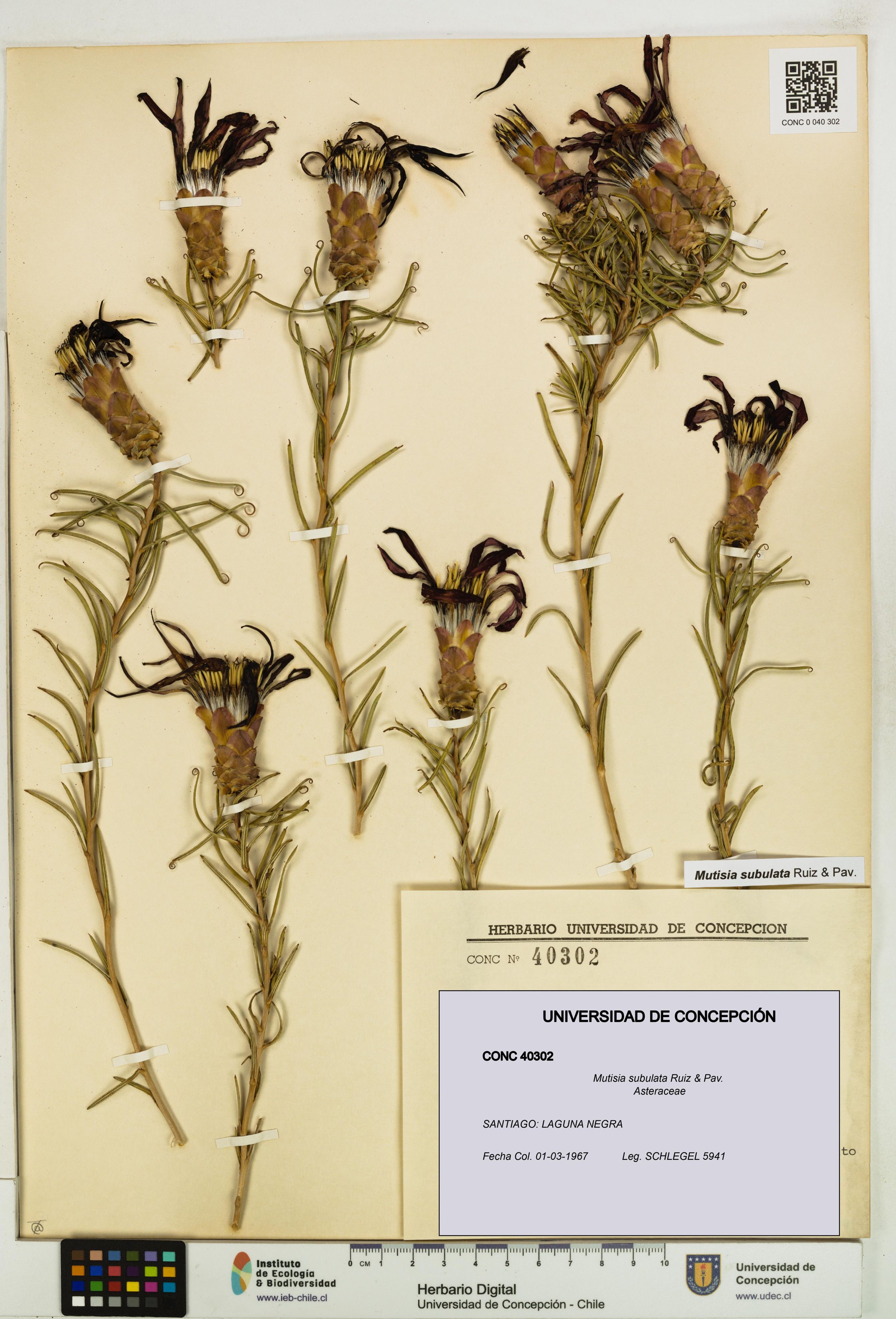 Mutisia subulata [Espécimen: ]