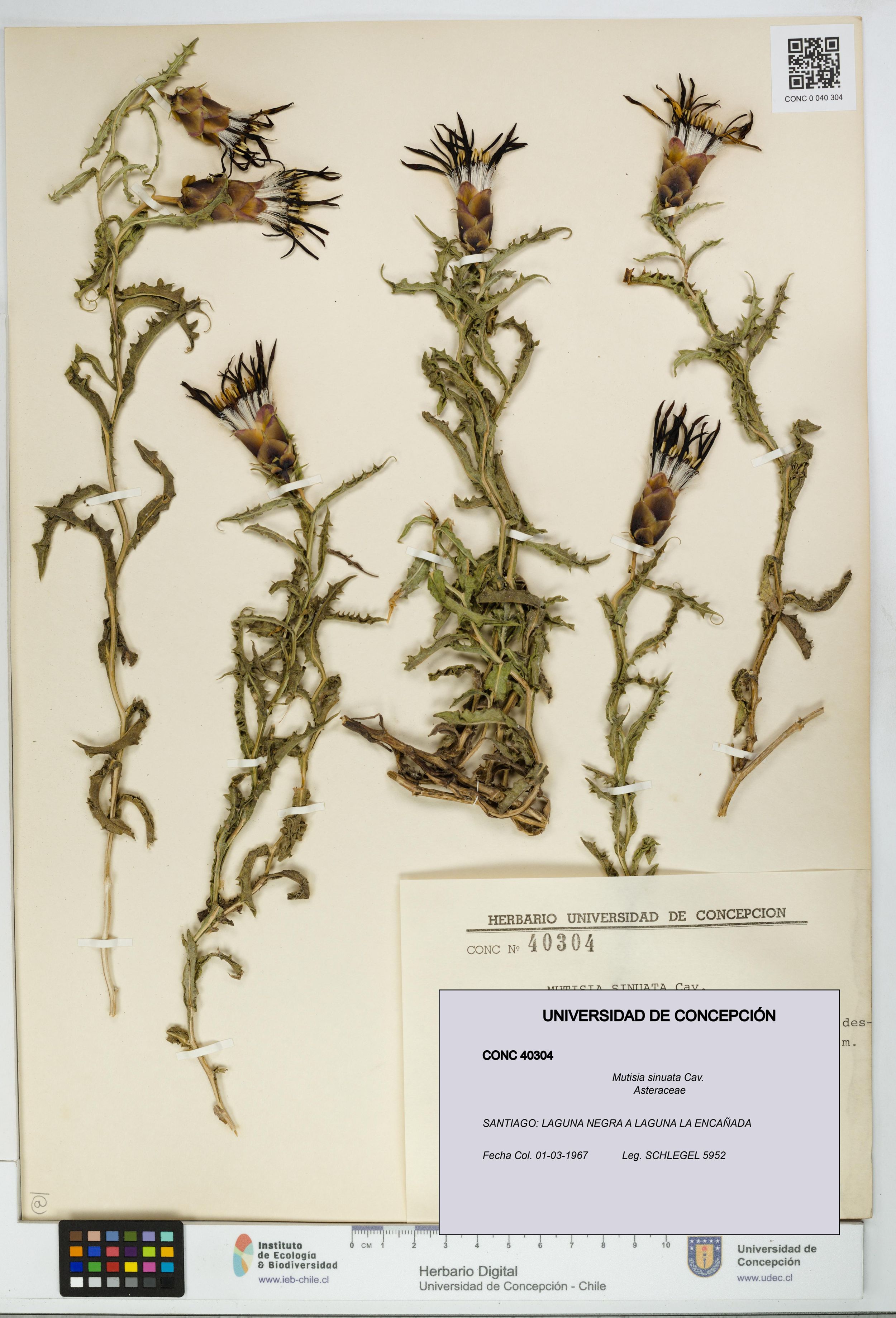 Mutisia sinuata [Espécimen: ]