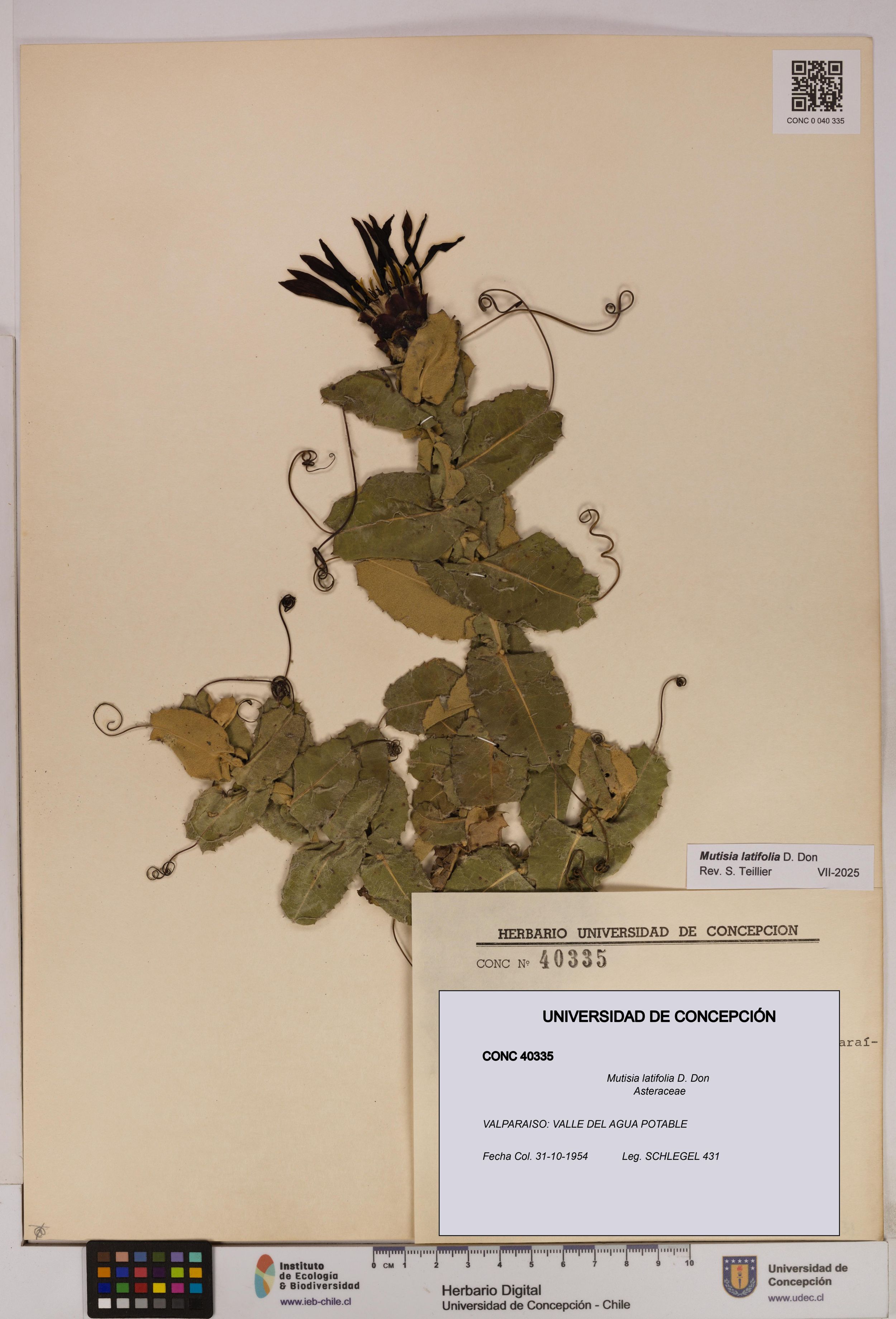 Mutisia latifolia [Espécimen: ]