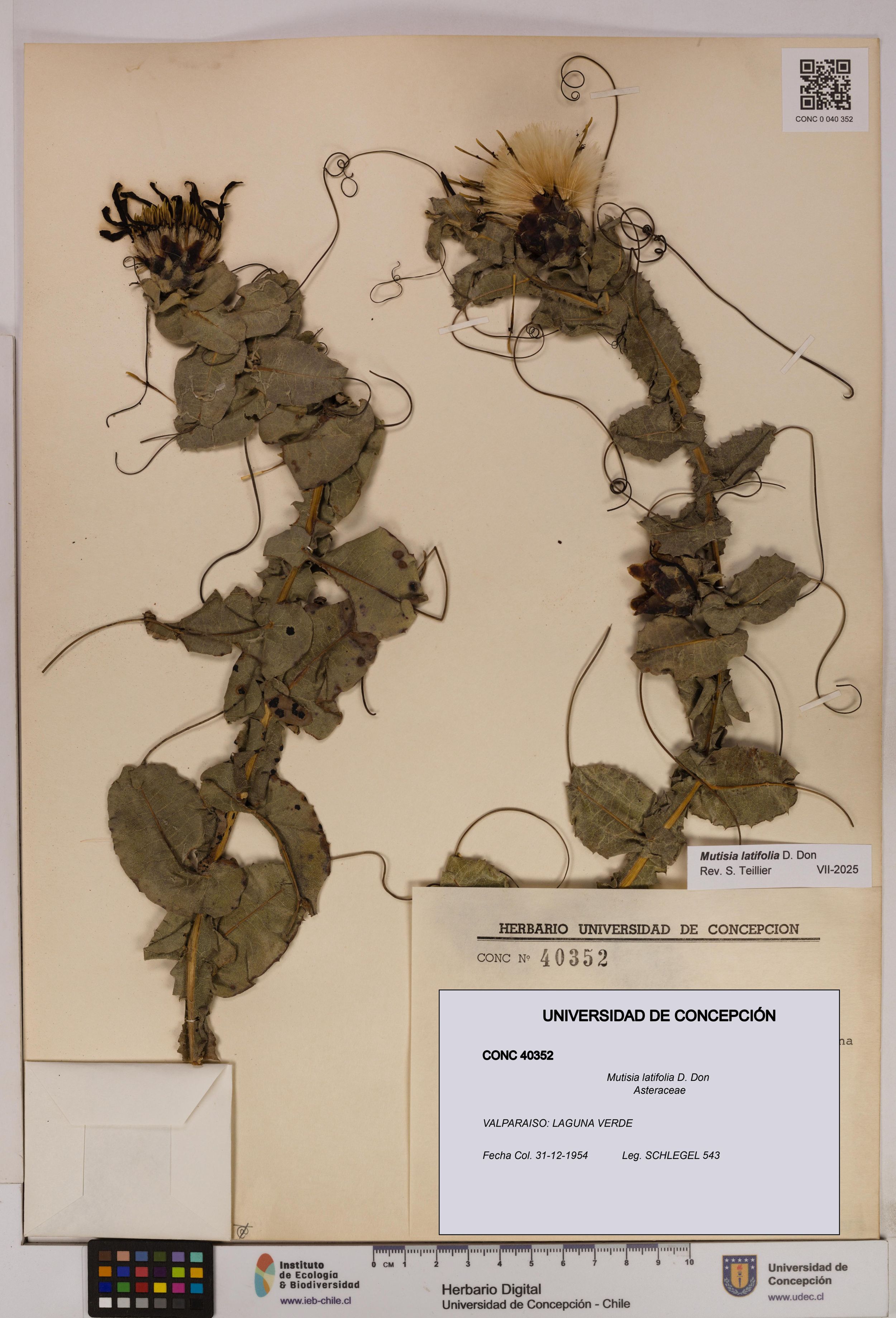 Mutisia latifolia [Espécimen: ]