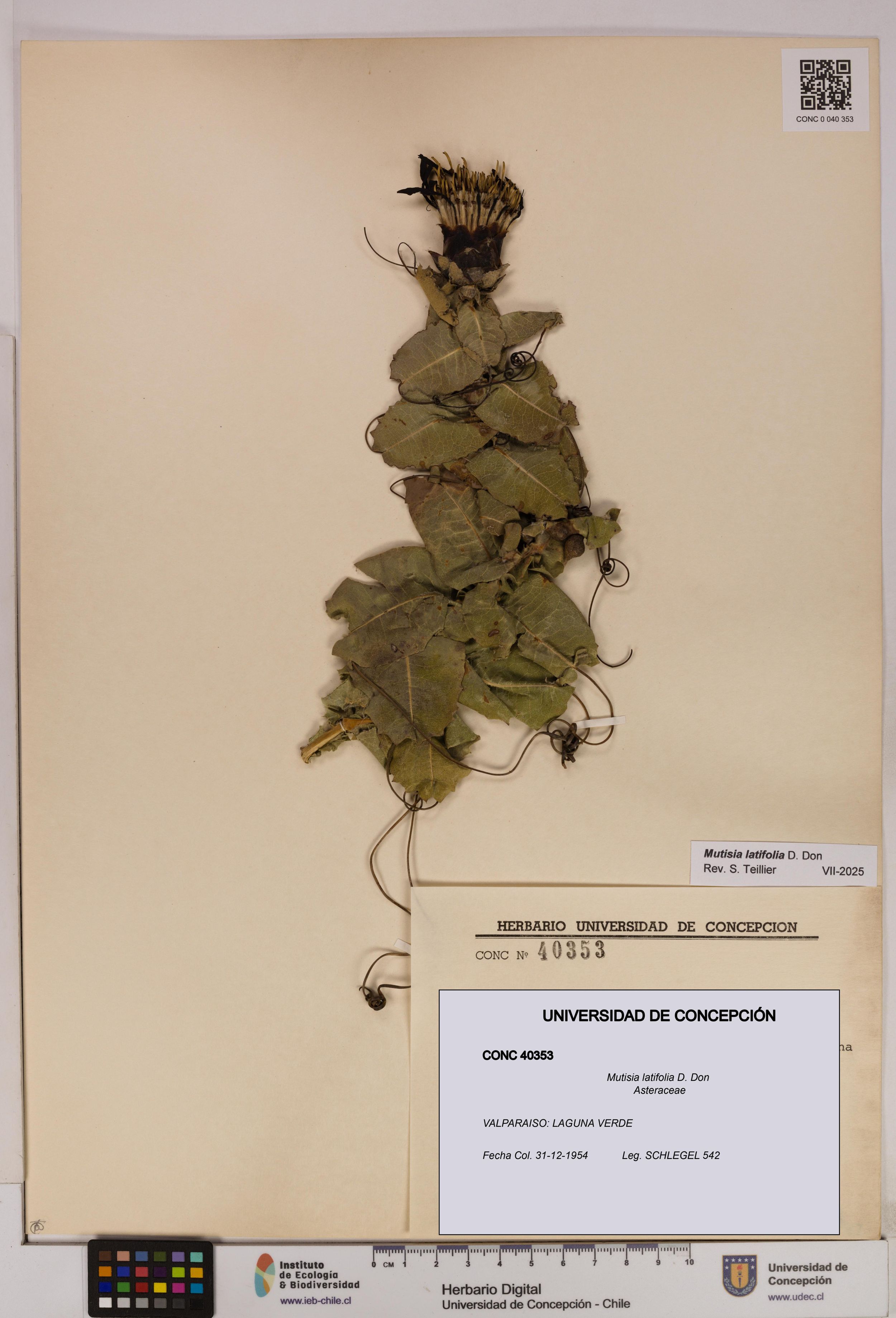Mutisia latifolia [Espécimen: ]