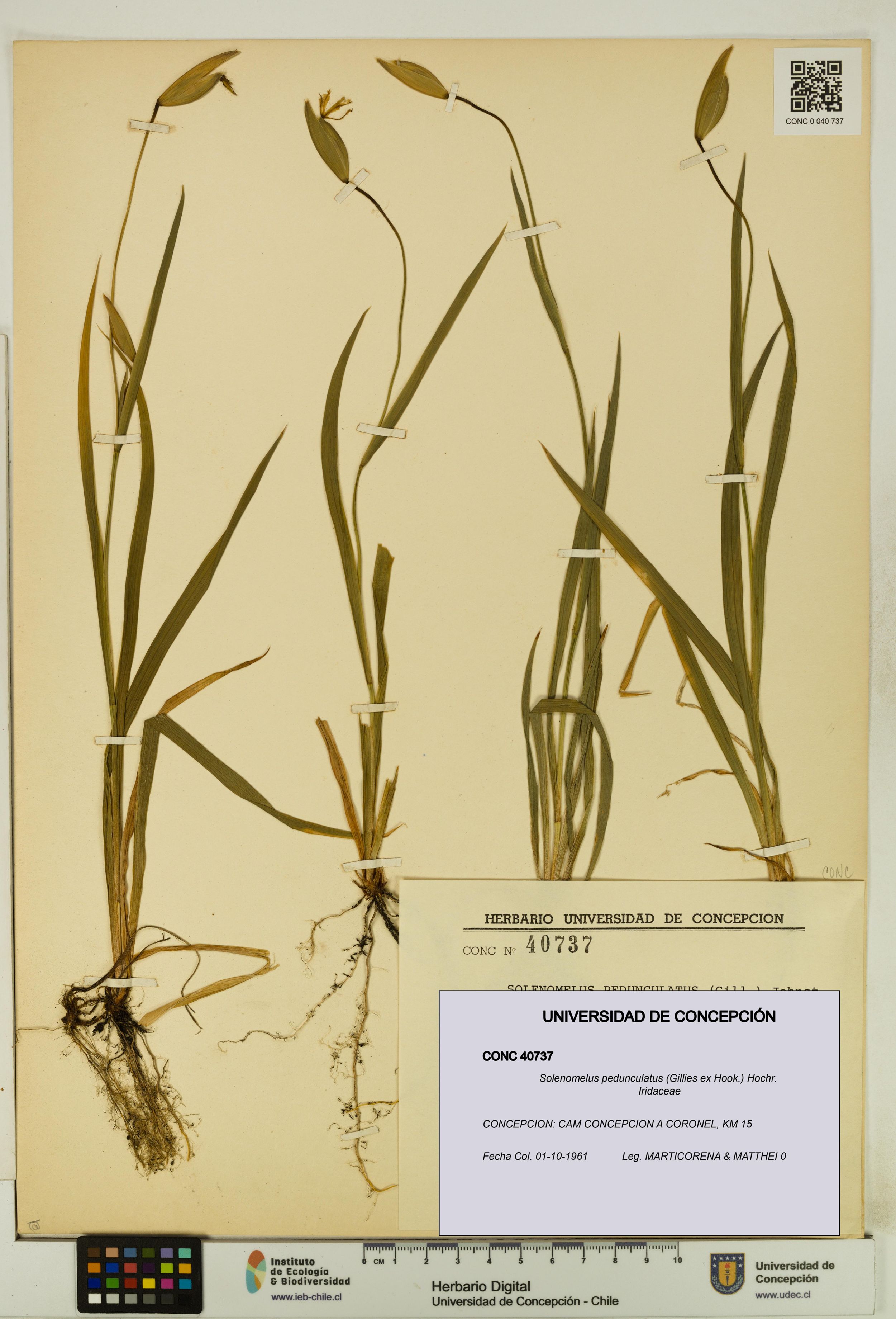 Solenomelus pedunculatus [Espécimen: ]