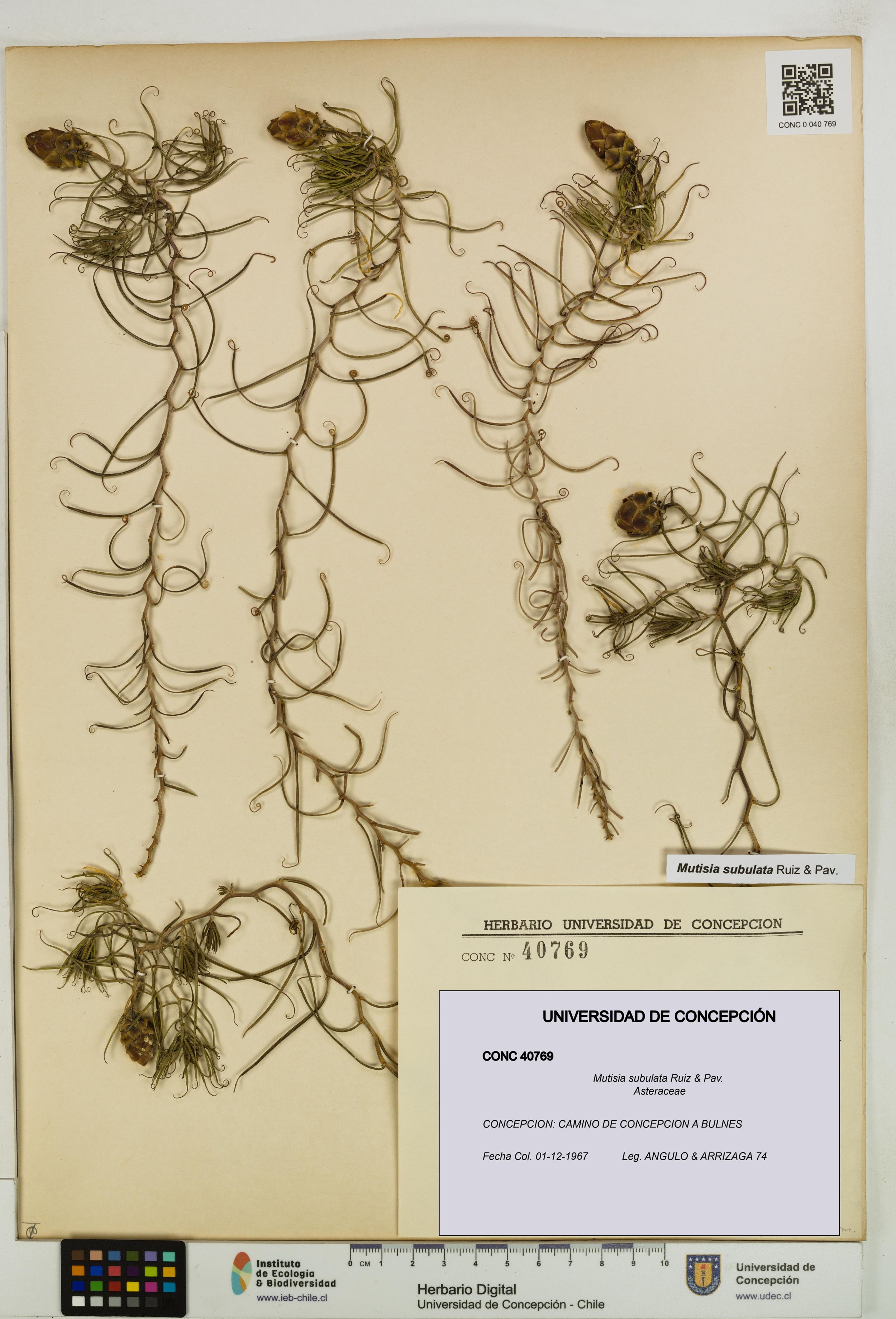 Mutisia subulata [Espécimen: ]