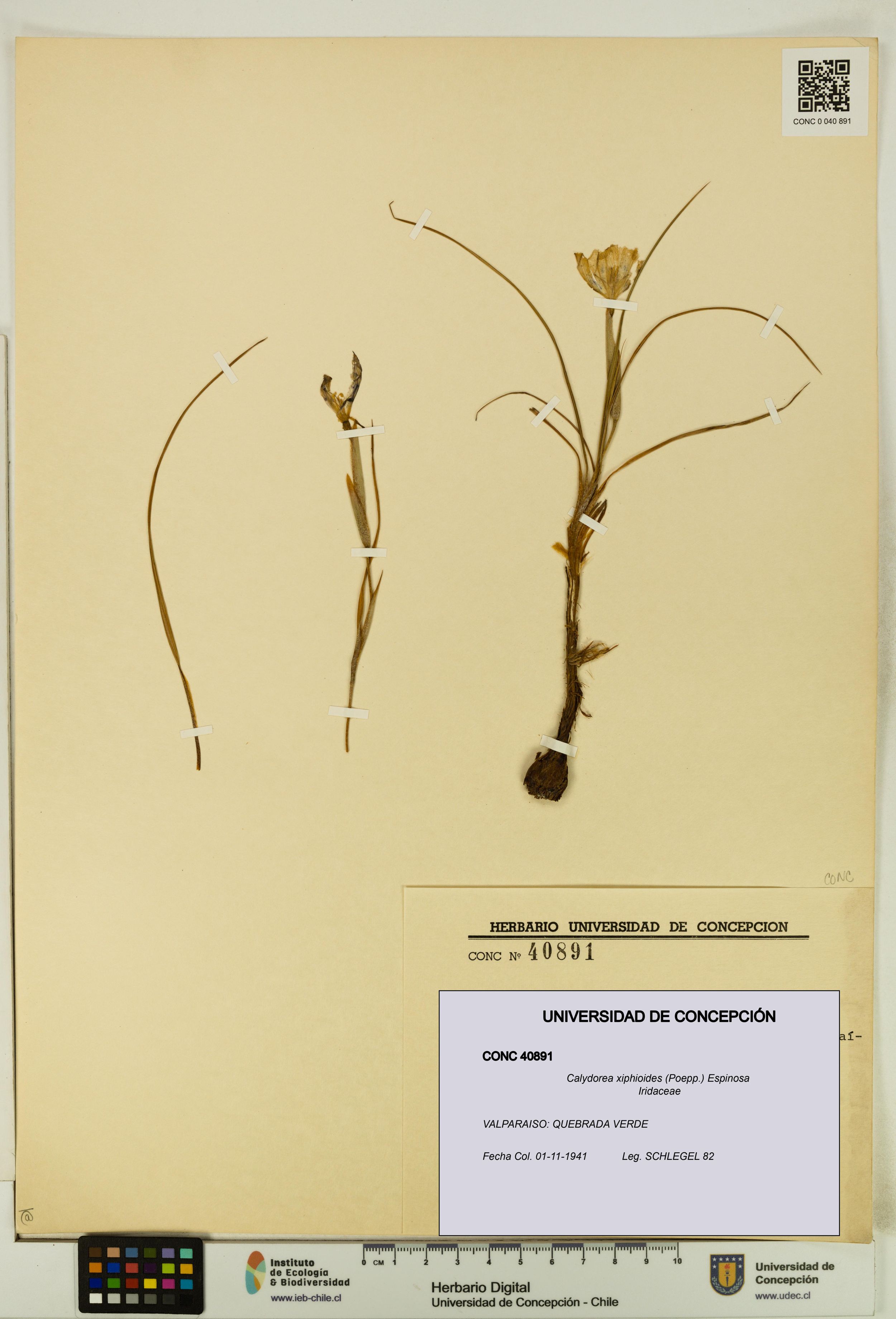 Calydorea xiphioides [Espécimen: ]