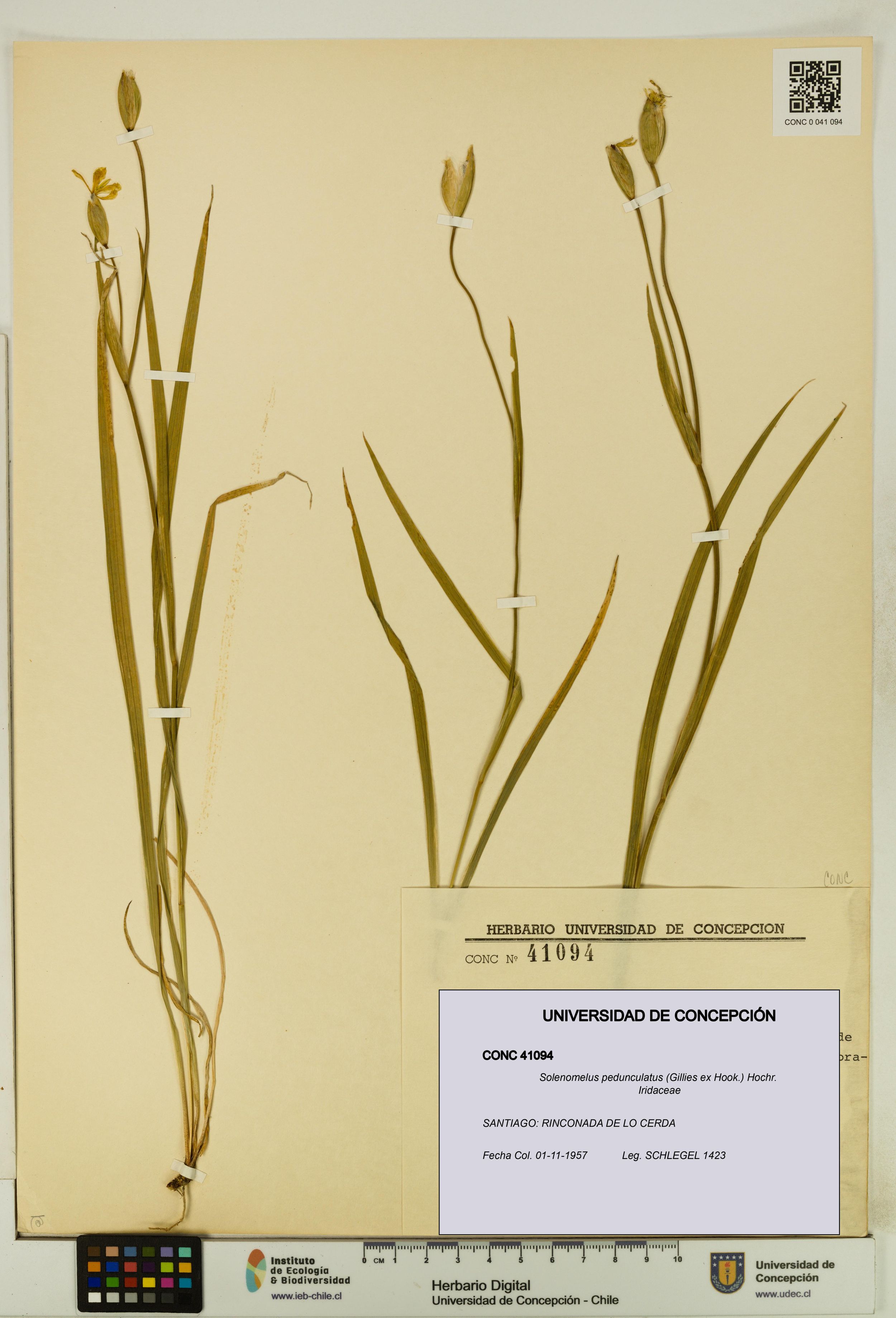 Solenomelus pedunculatus [Espécimen: ]