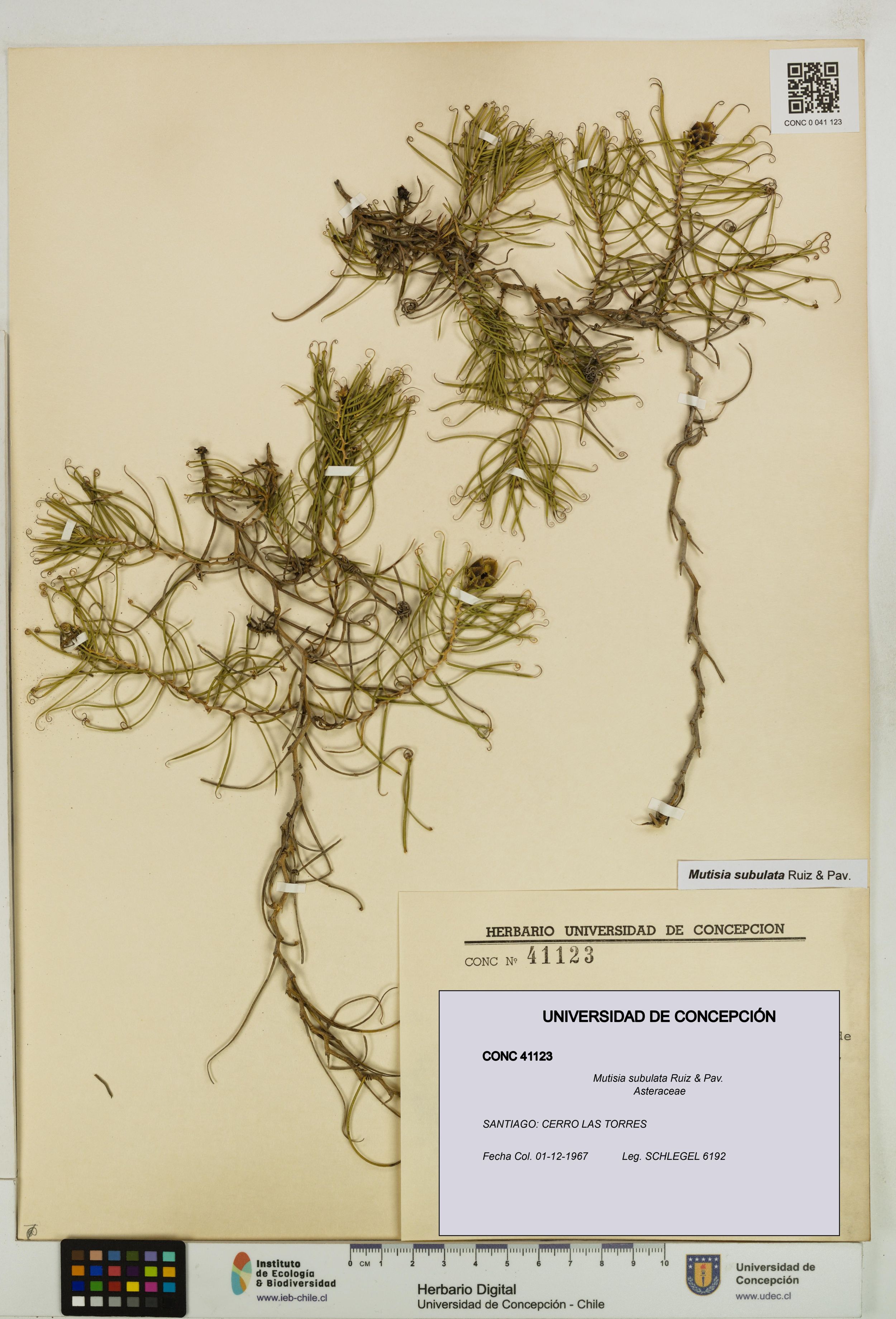 Mutisia subulata [Espécimen: ]