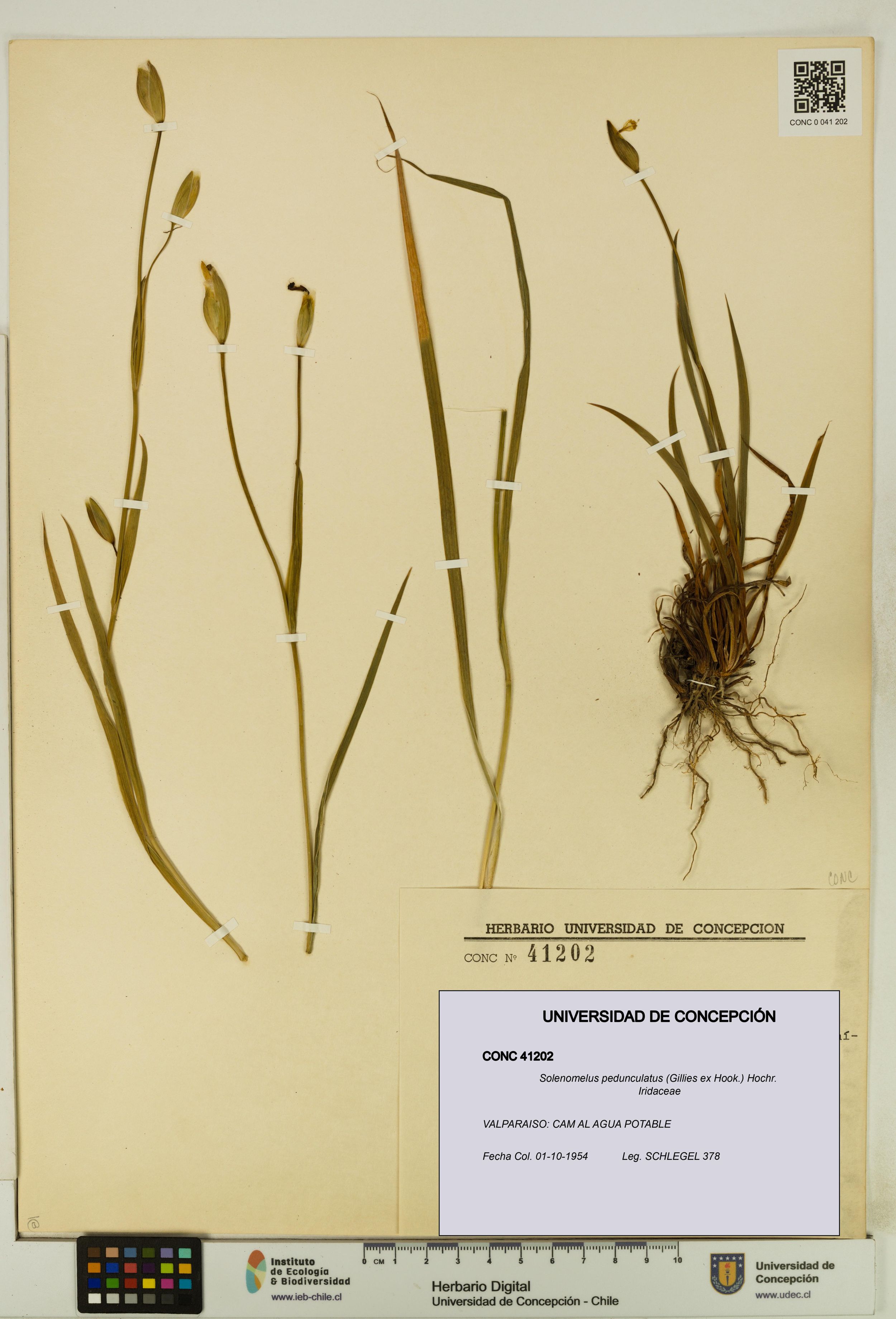 Solenomelus pedunculatus [Espécimen: ]
