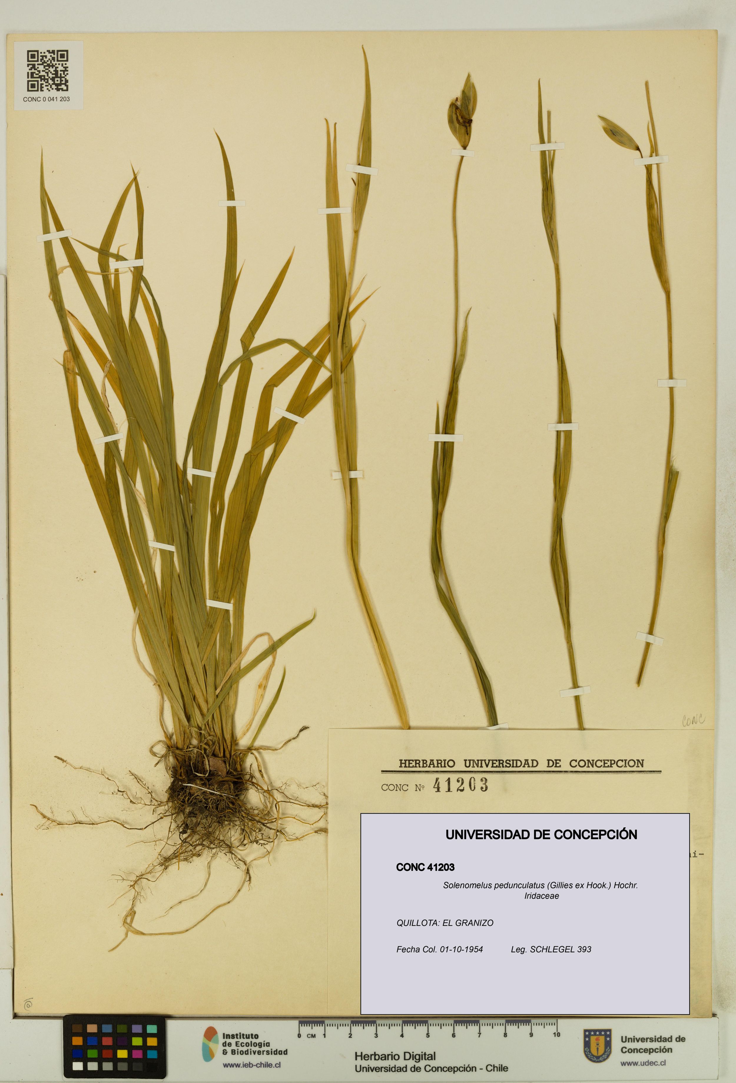 Solenomelus pedunculatus [Espécimen: ]