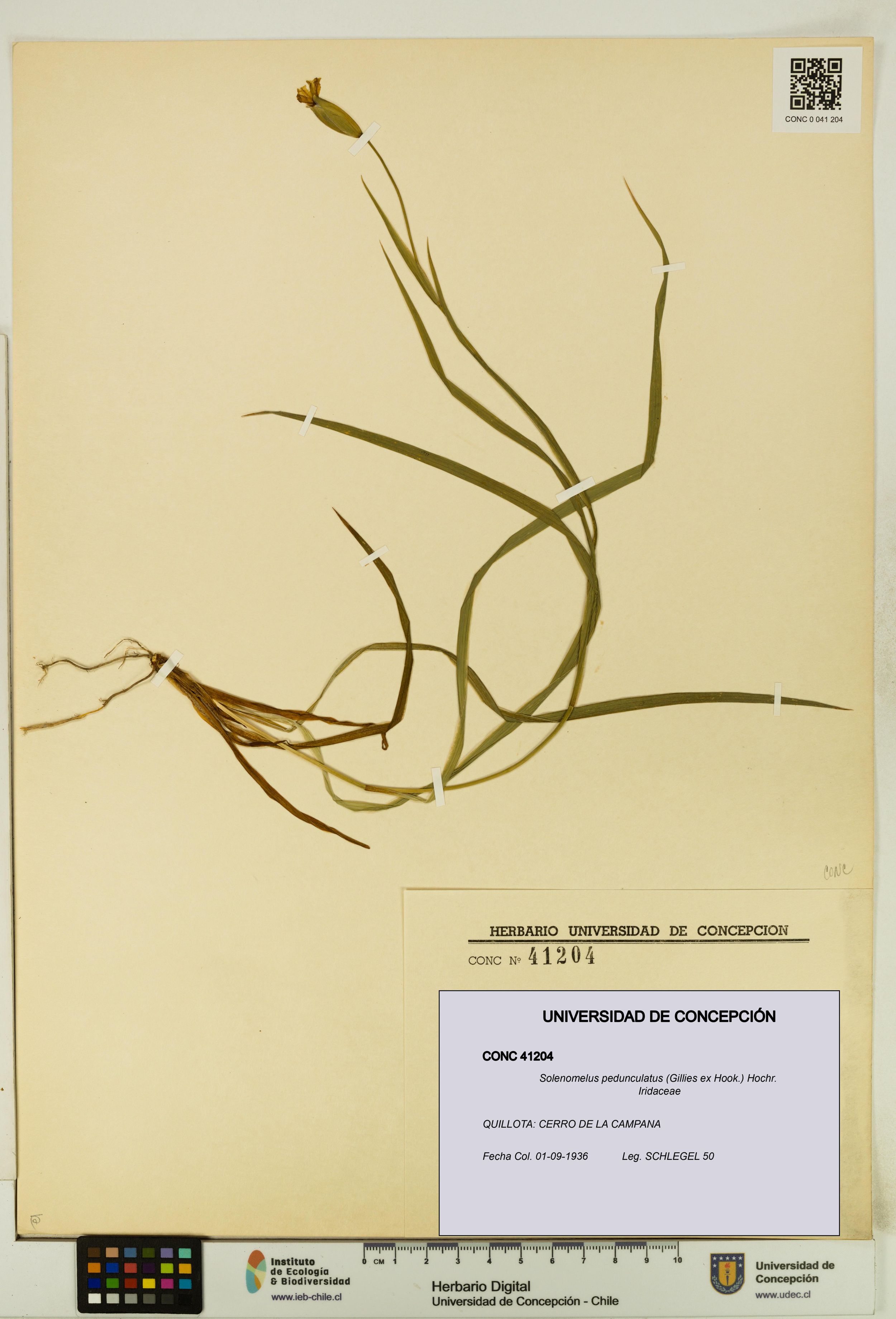 Solenomelus pedunculatus [Espécimen: ]