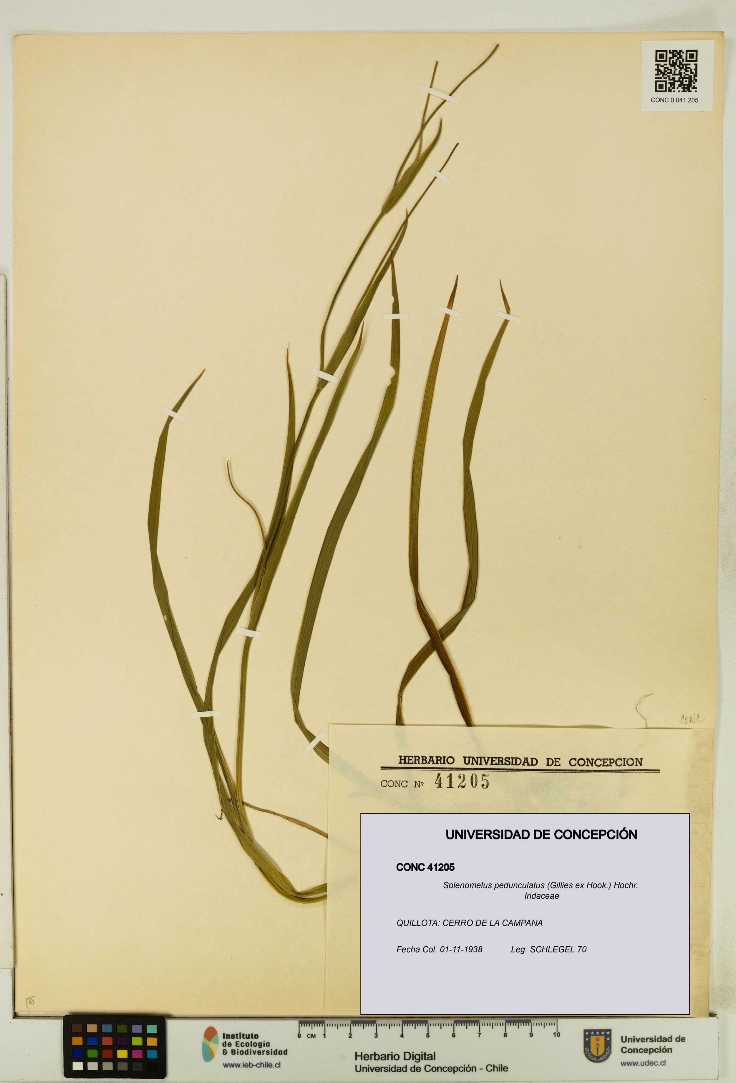 Solenomelus pedunculatus [Espécimen: ]
