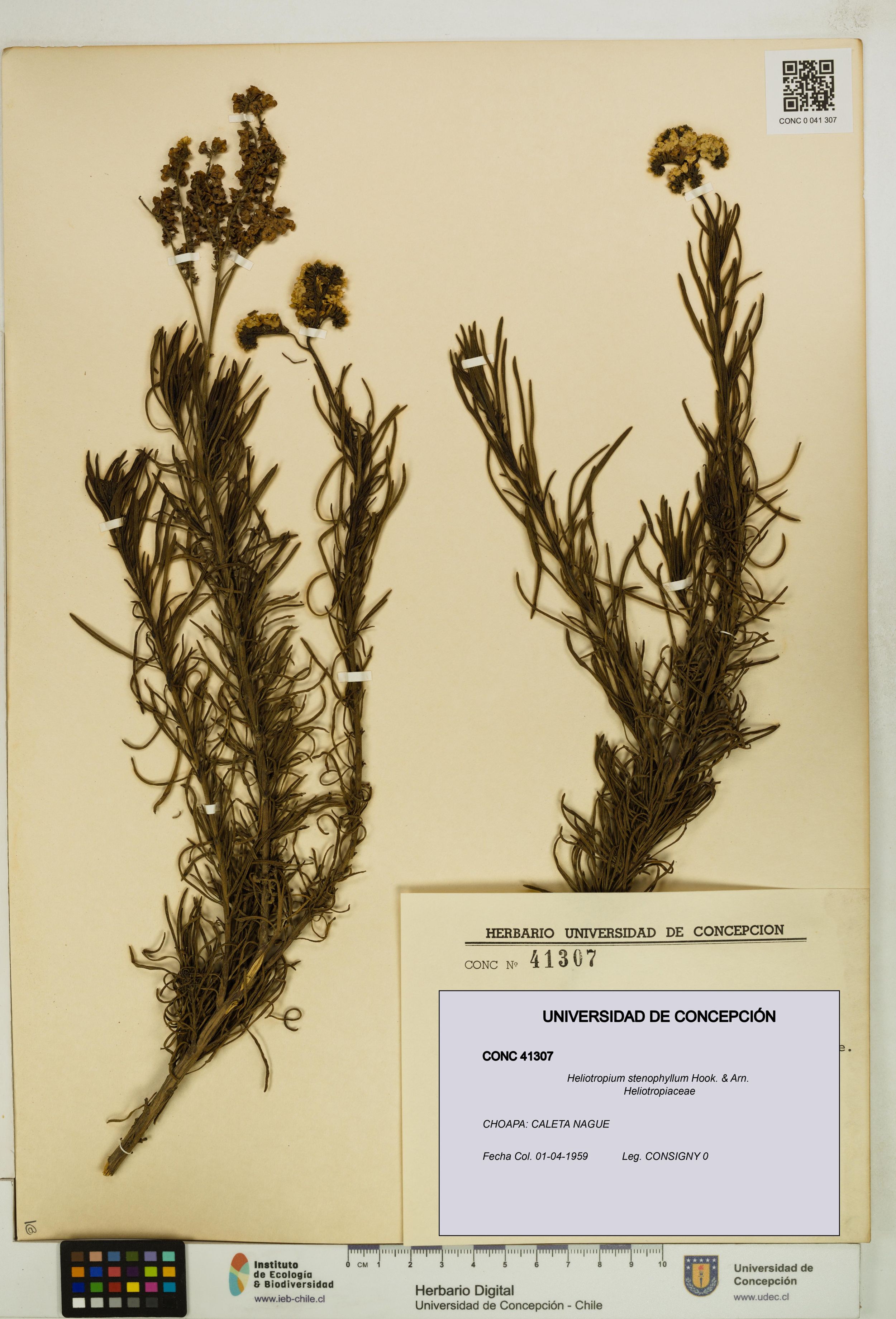 Heliotropium stenophyllum [Espécimen: ]