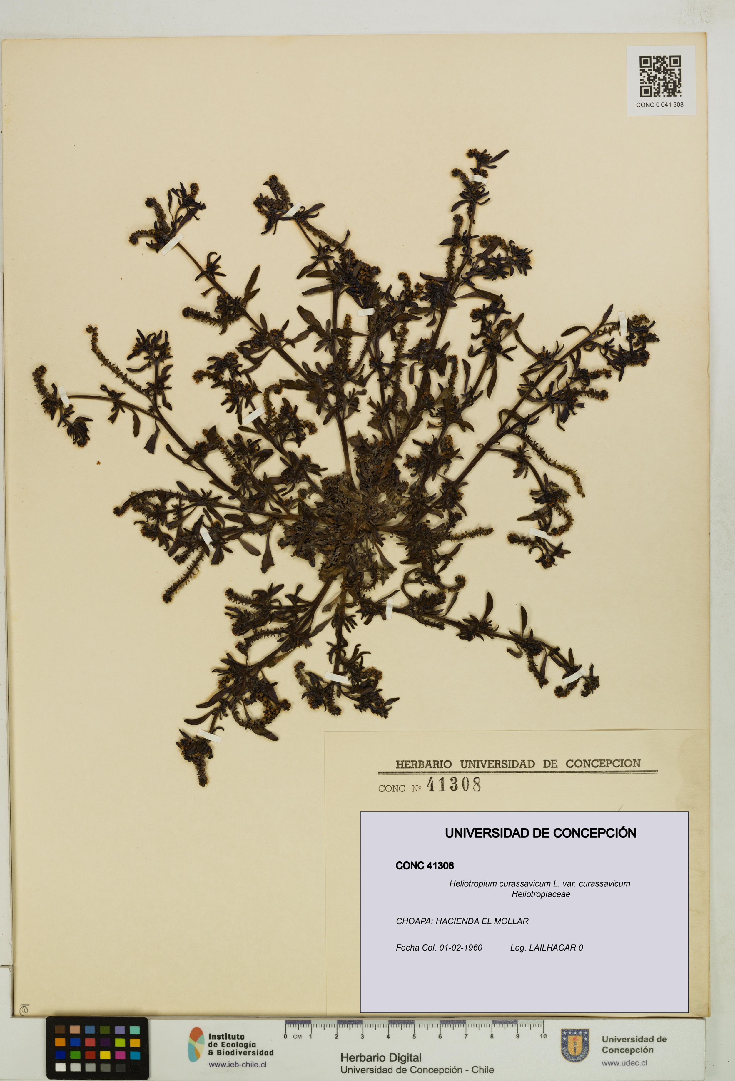 Heliotropium curassavicum var. curassavicum [Espécimen: ]
