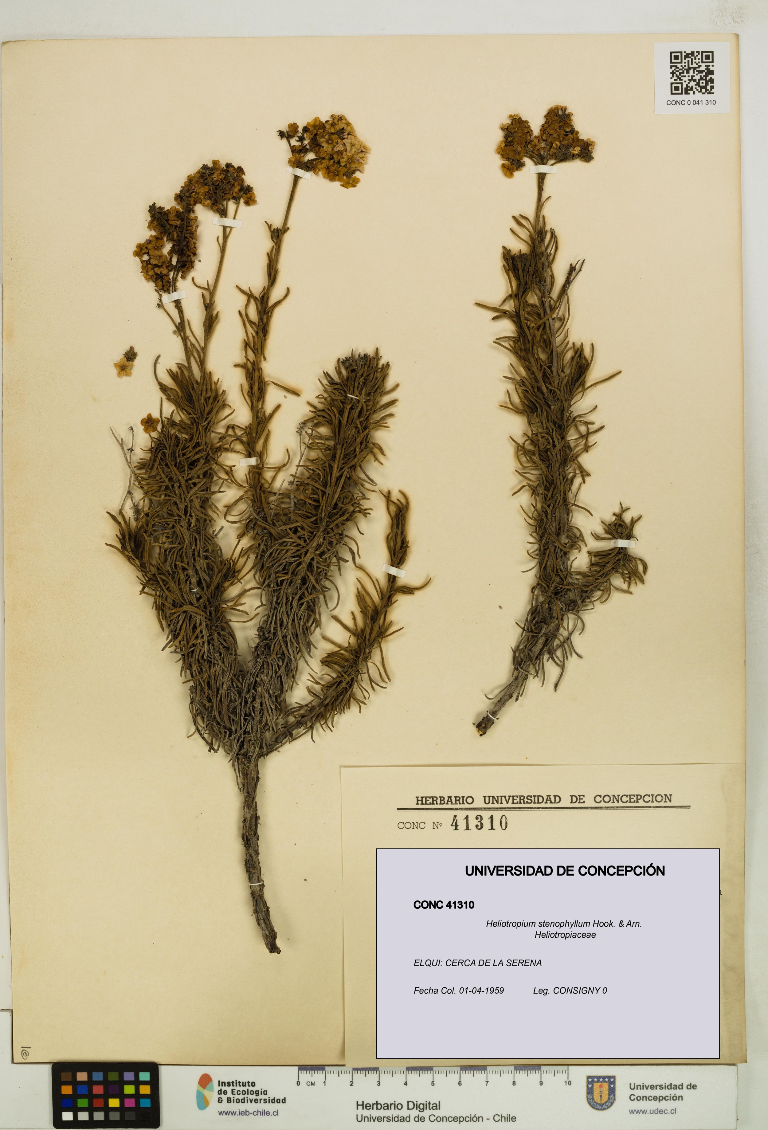 Heliotropium stenophyllum [Espécimen: ]