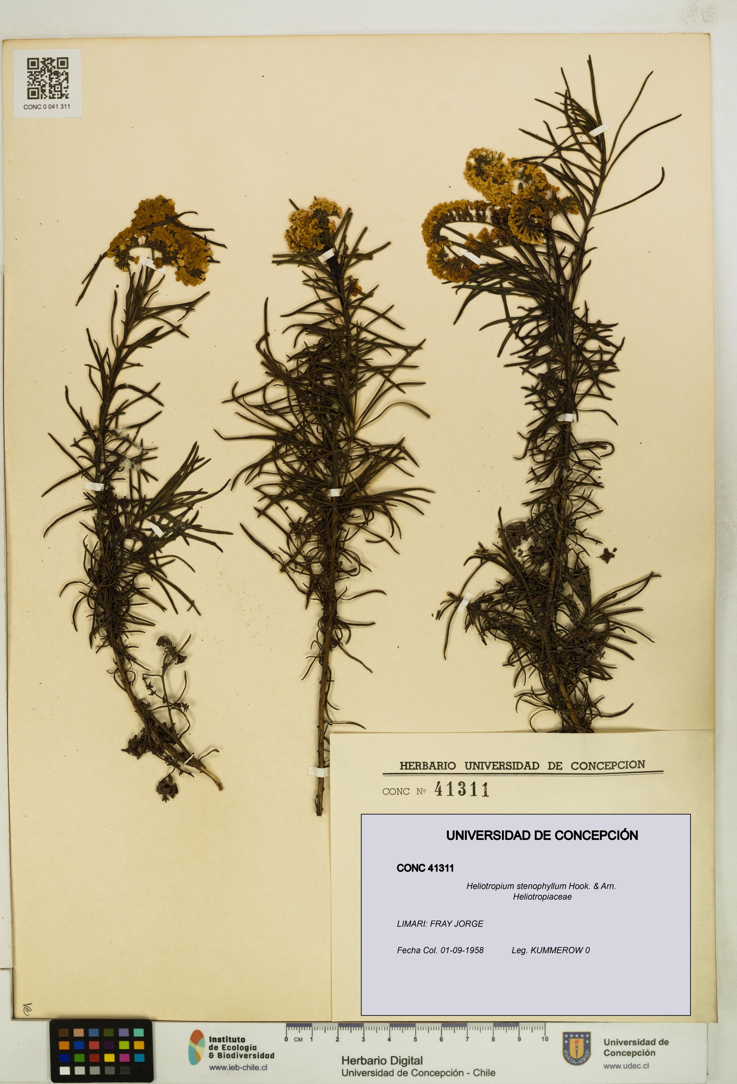 Heliotropium stenophyllum [Espécimen: ]
