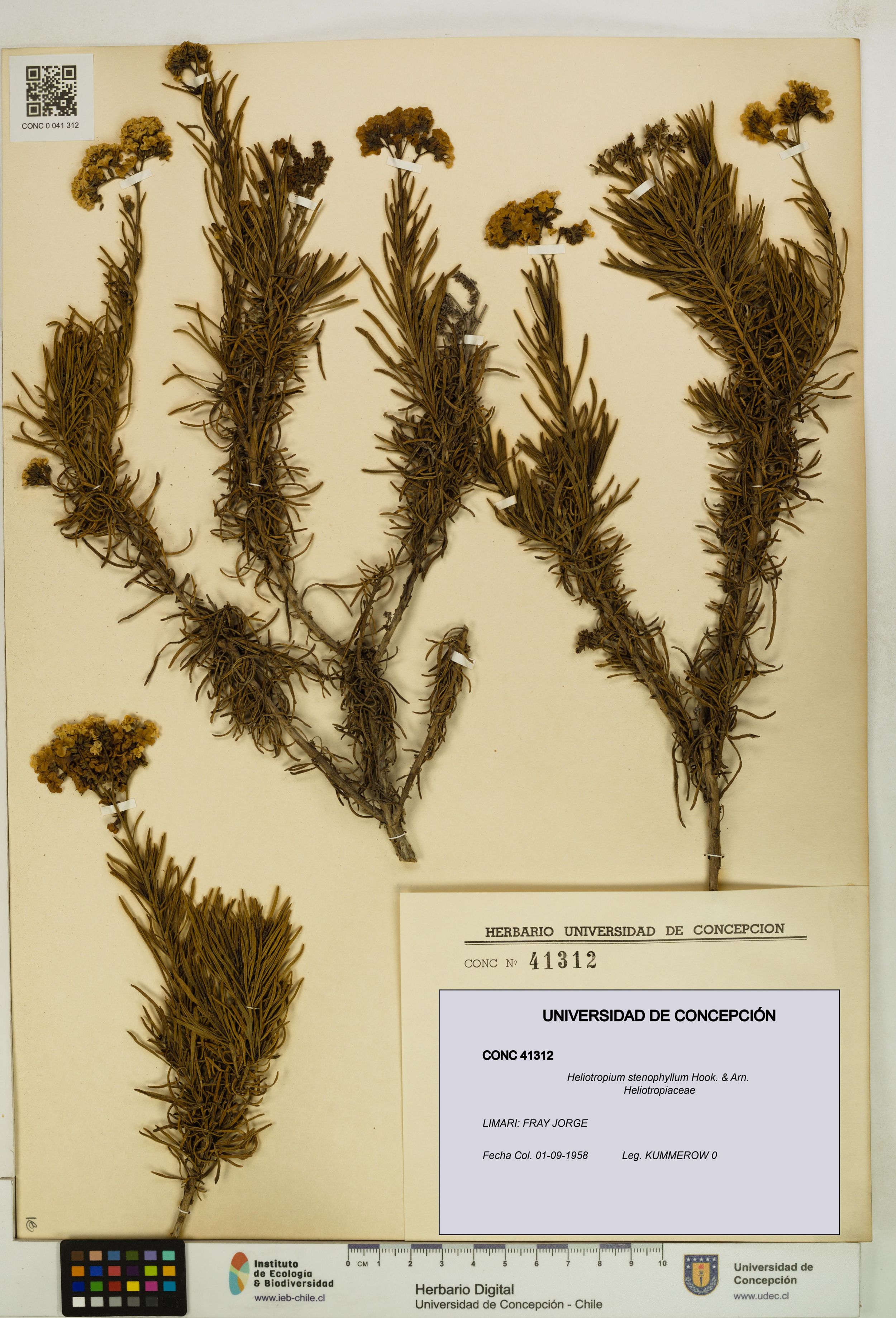 Heliotropium stenophyllum [Espécimen: ]