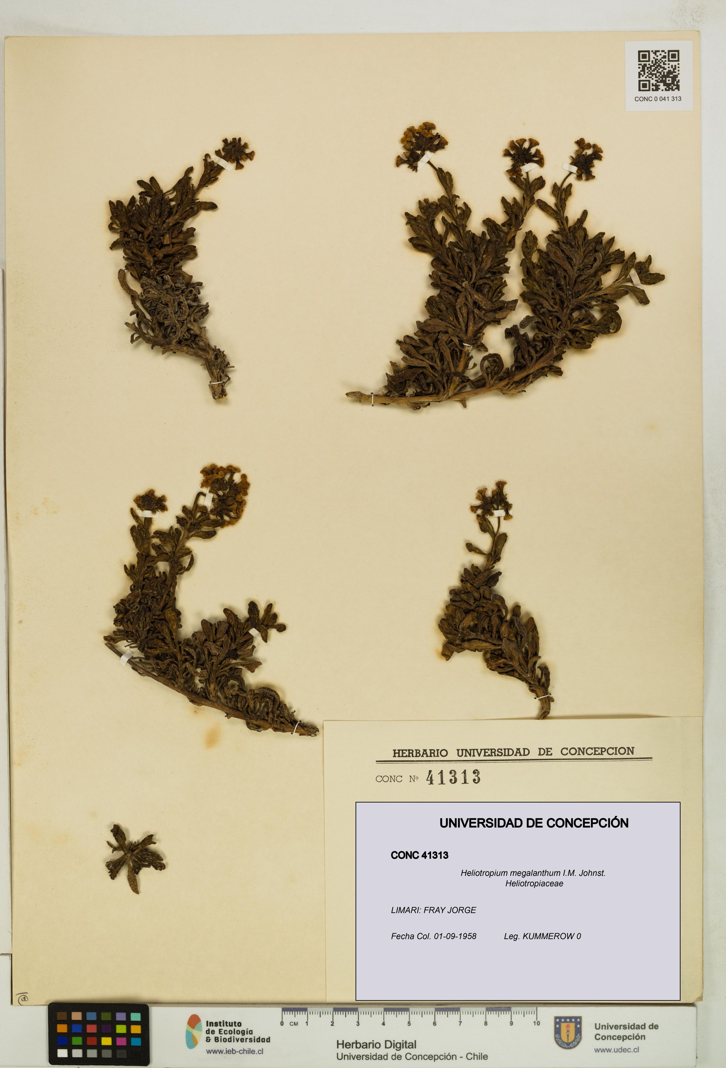 Heliotropium megalanthum [Espécimen: ]