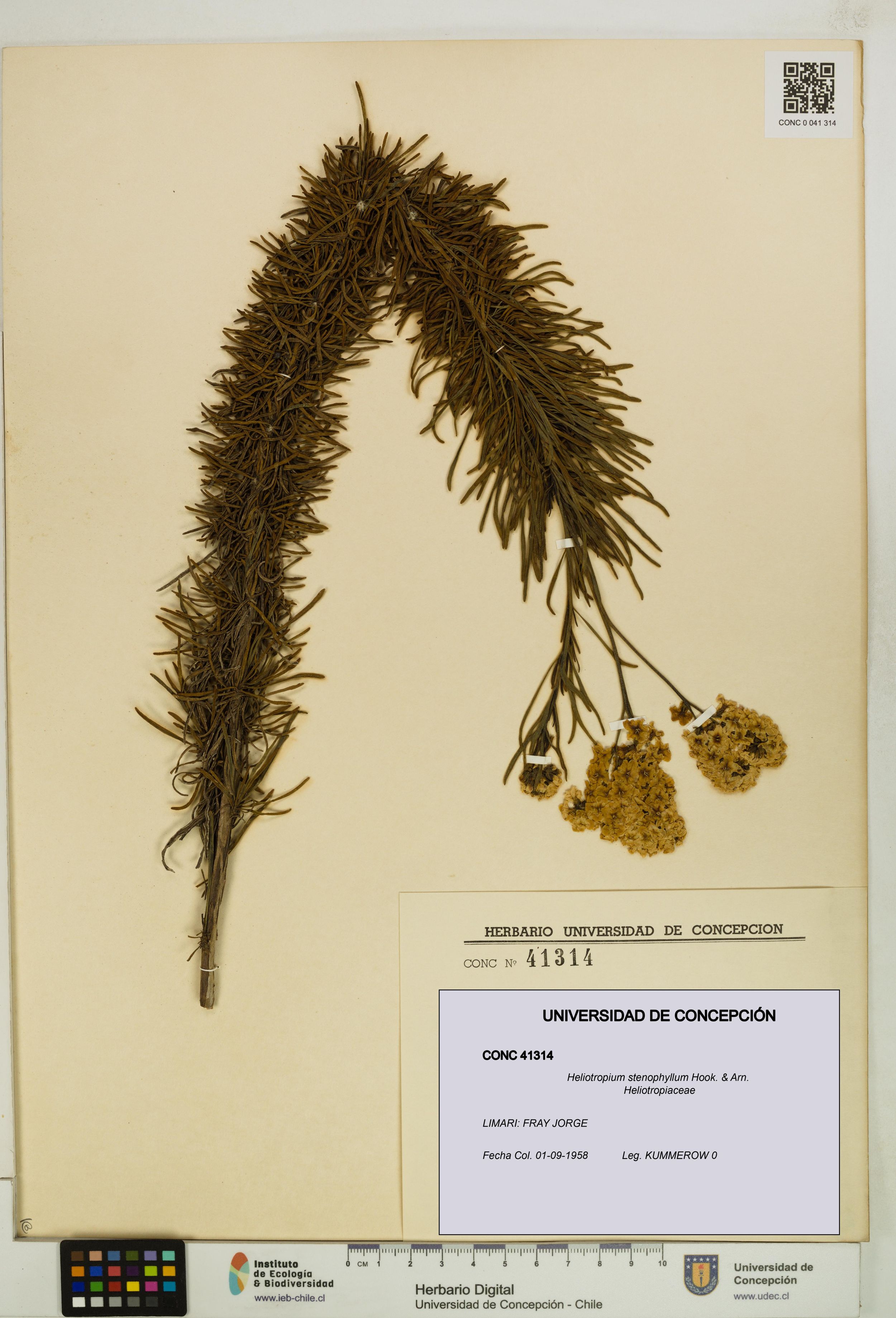Heliotropium stenophyllum [Espécimen: ]